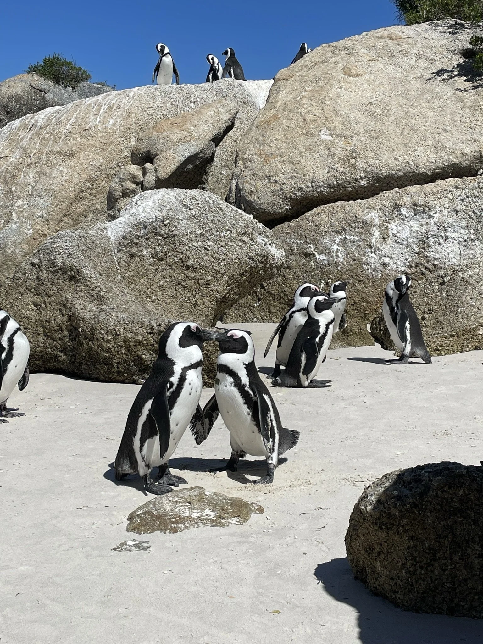 Cape Town Boulders Beach