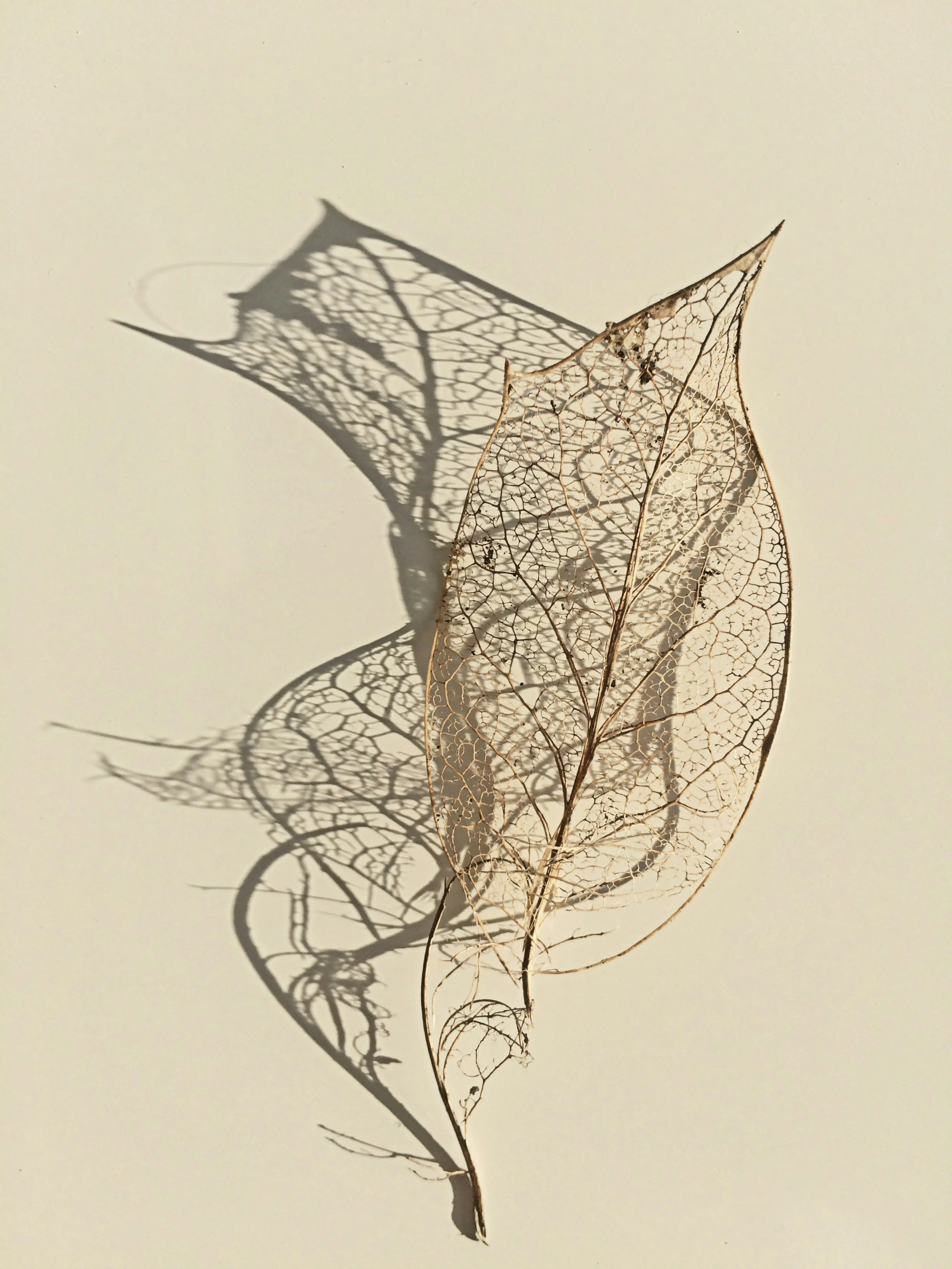 Dried leaf with intricate skeleton structure casting a detailed shadow on a plain surface.