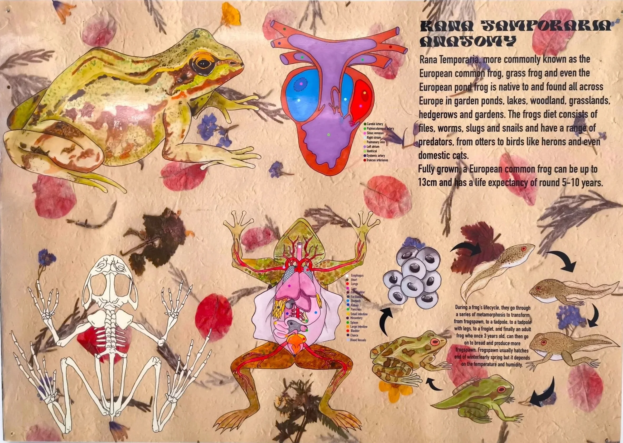 Fantastical Frogs