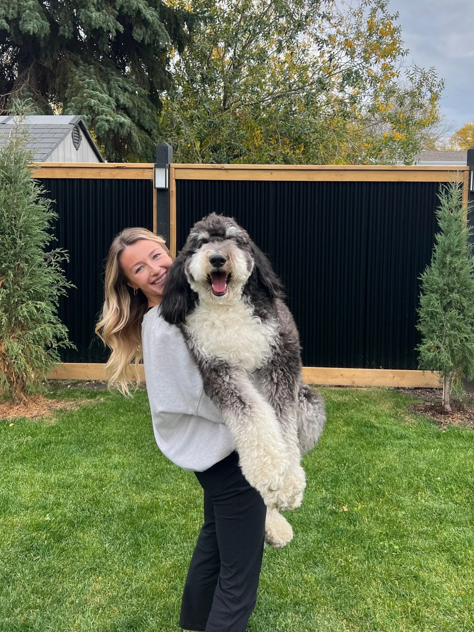A woman holding a large, fluffy dog in a backyard with grass, trees, and a black and wooden fence in the background.