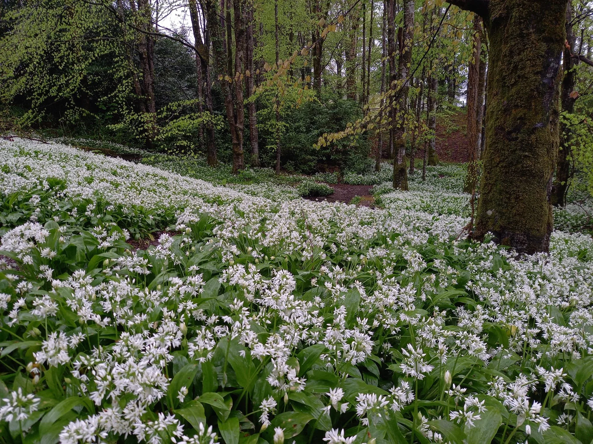 A picture of a lush green forest with a lot of wild garlic on the forest floor, taken in the Forest of Dean