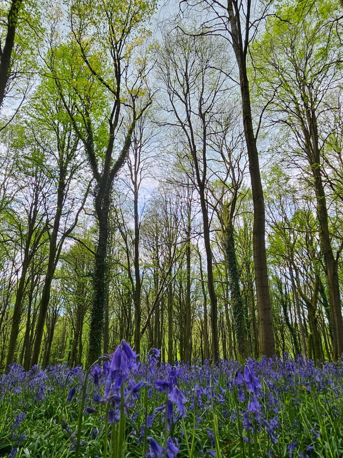 A forest with tall trees, some with green leaves and some with bare branches, and a carpet of bluebells in the Forest of Dean.