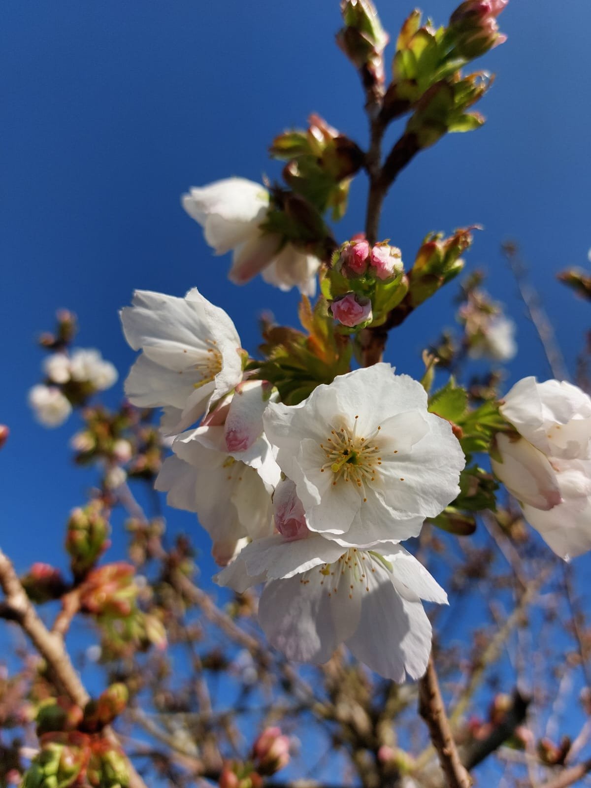 Close-up of white cherry blossoms with pink buds on a branch against a clear blue sky.
