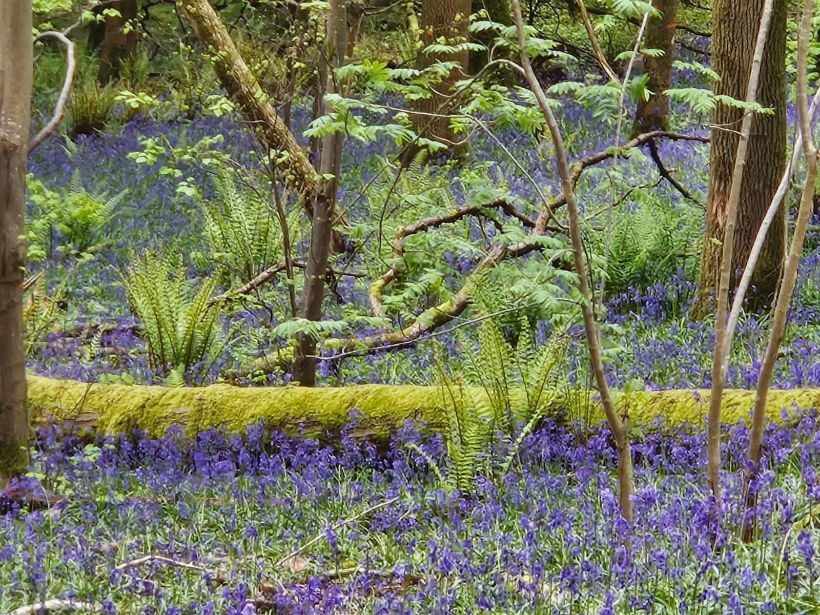 A lush forest floor covered with a flourish of vibrant bluebells, green ferns, and mossy trees in the Forest of Dean
