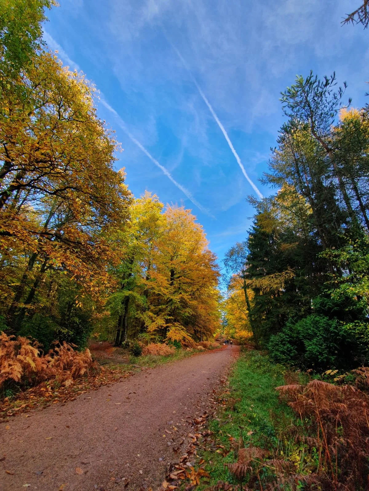 A Forest of Dean trail during autumn with colourful trees on both sides and a blue sky with clouds and contrails overhead.