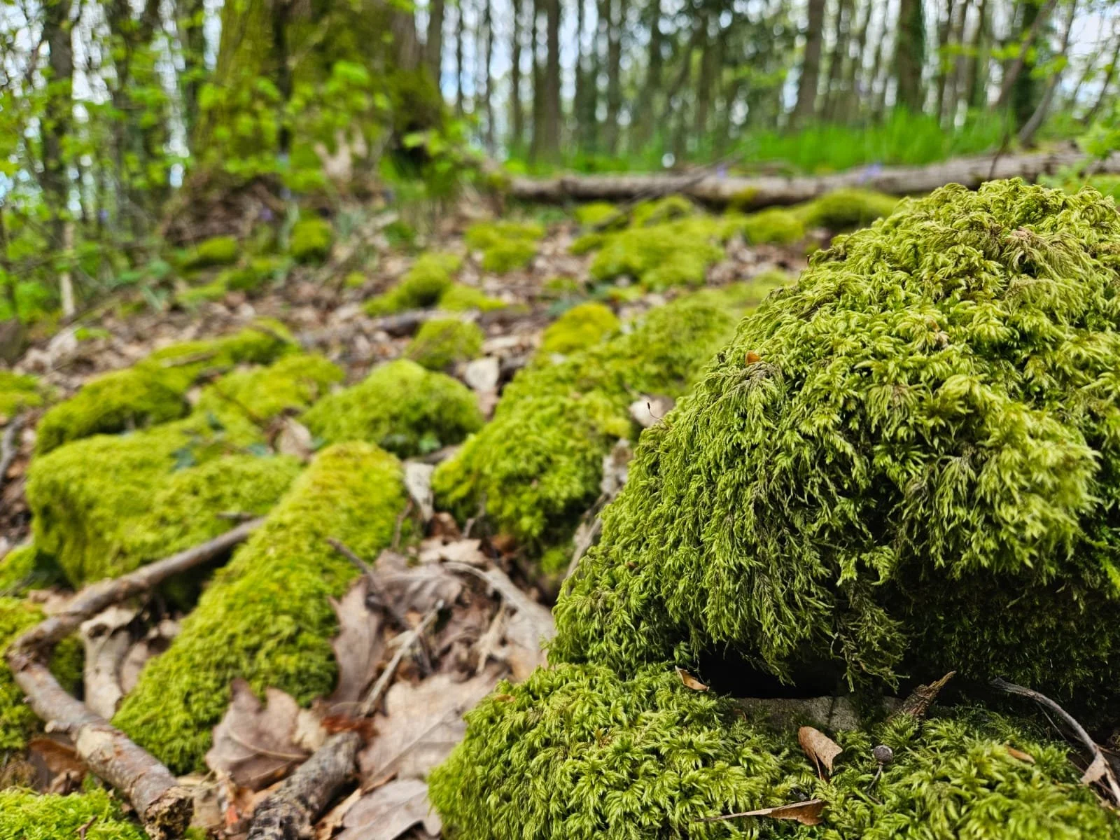 Close-up of bright green moss growing on rocks and forest floor in the Forest of Dean