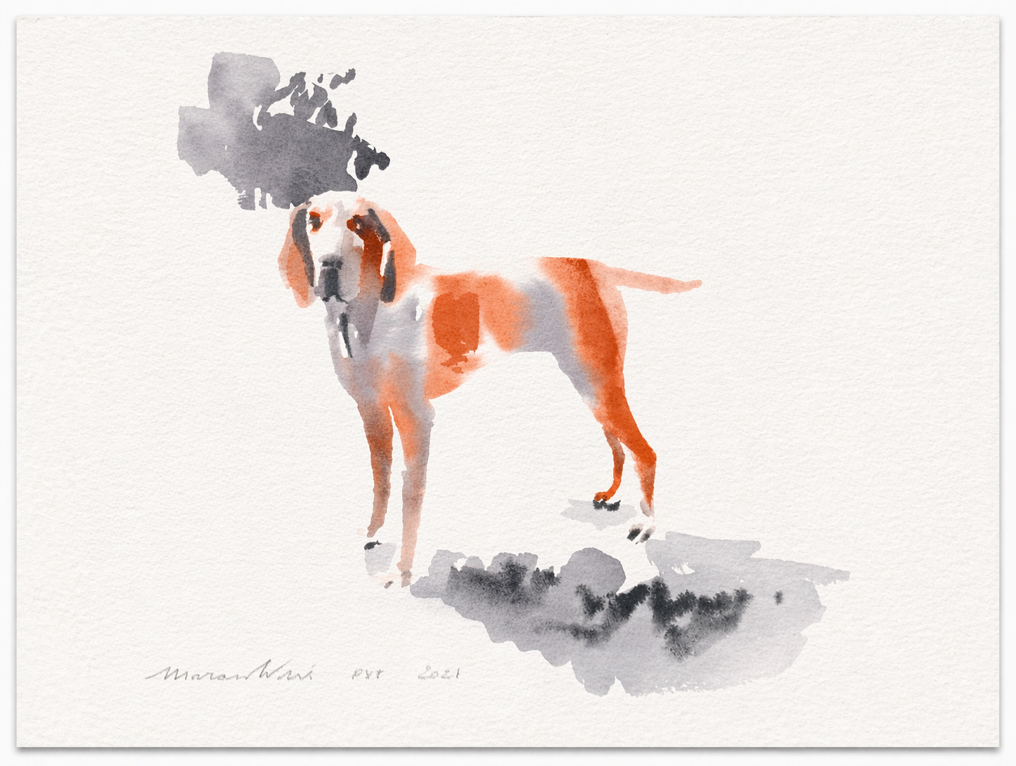 "Bracco Italiano"
Watercolor on Fabriano 300 gsm 100% 
cotton paper
40 × 29.5 cm
2021