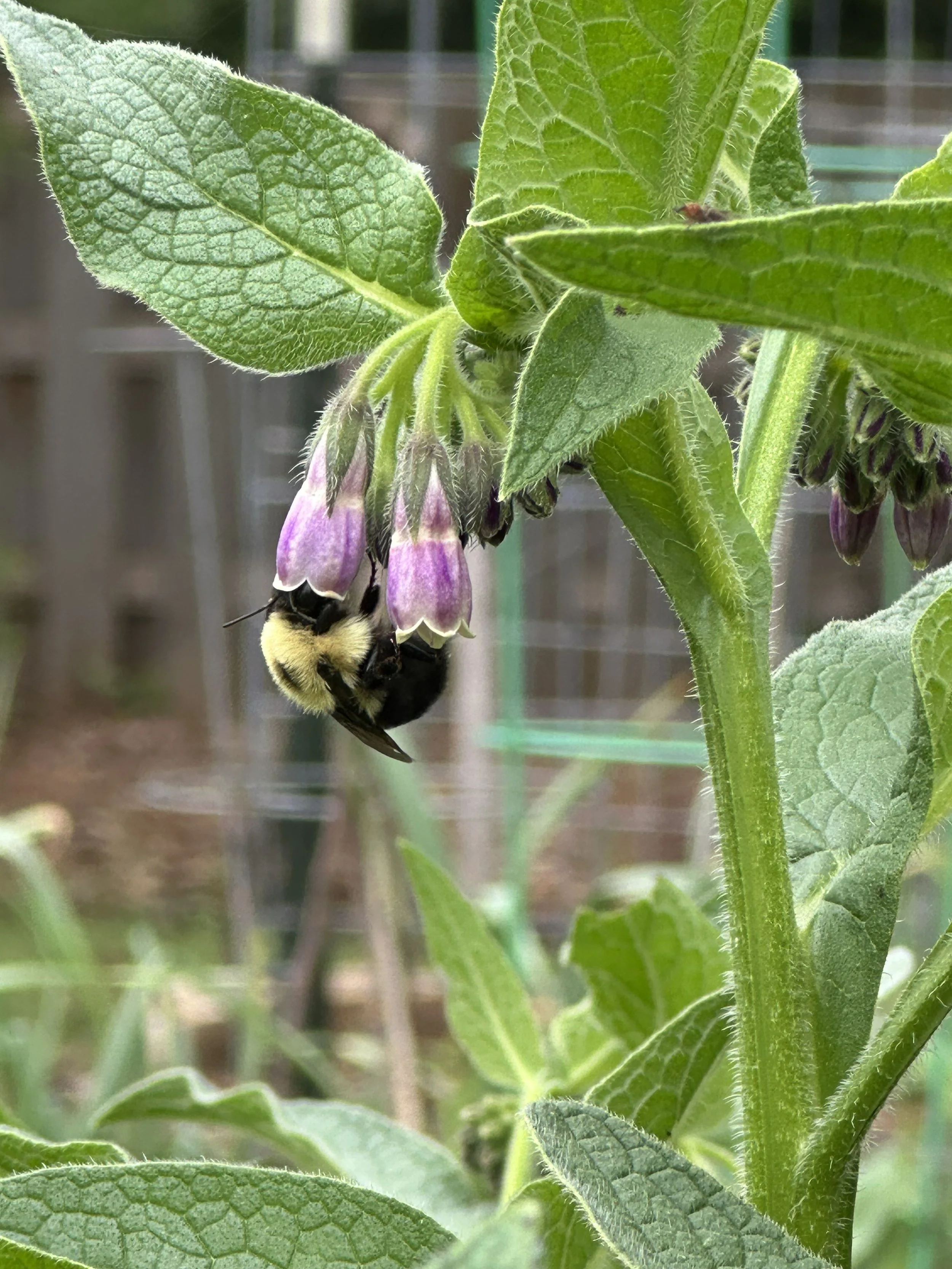 Close-up of green plant leaves with purple flowers and a bumblebee collecting nectar.