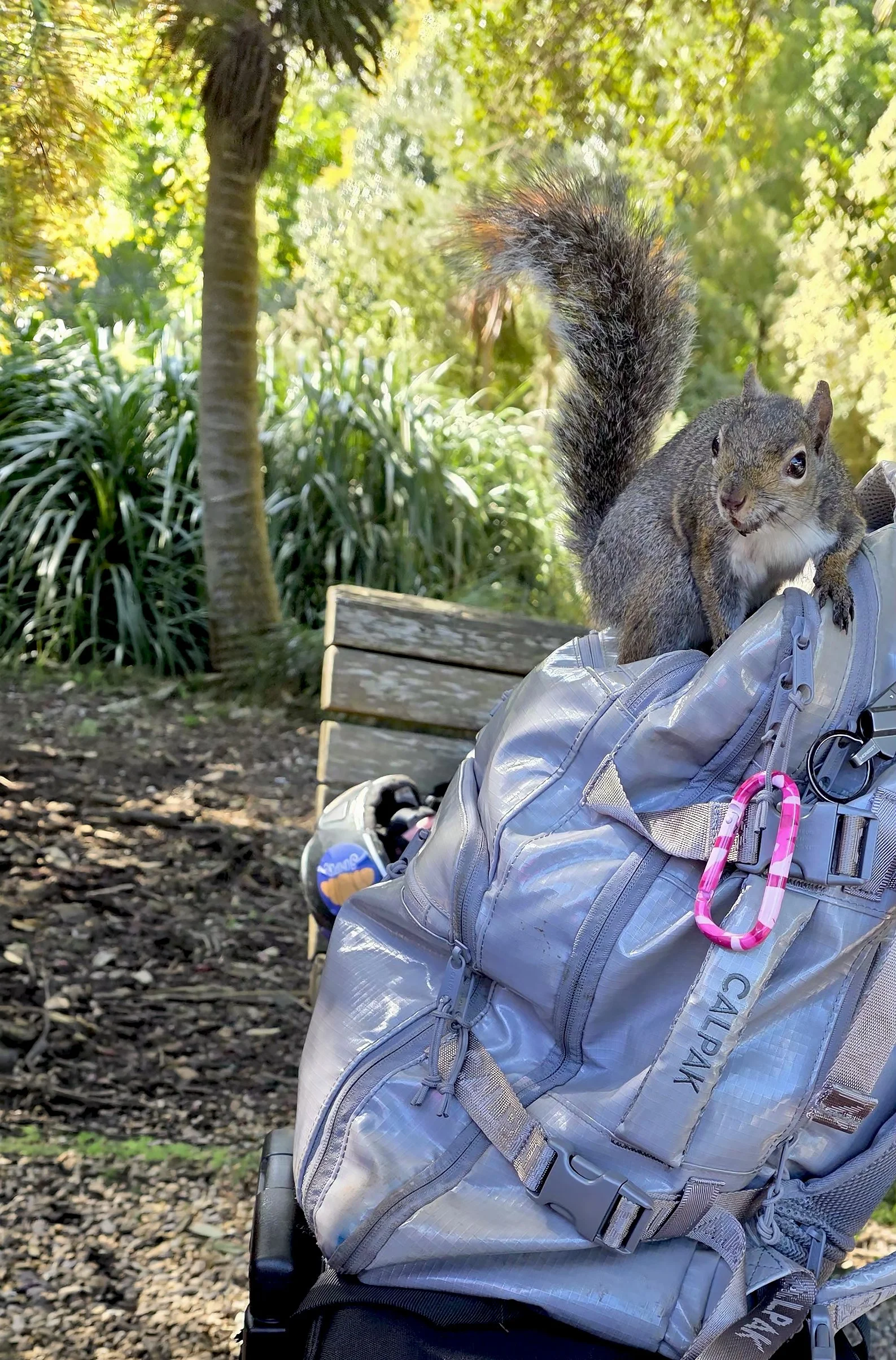 A squirrel sits on a gray backpack that is resting on a bench in a park with green trees and foliage in the background.