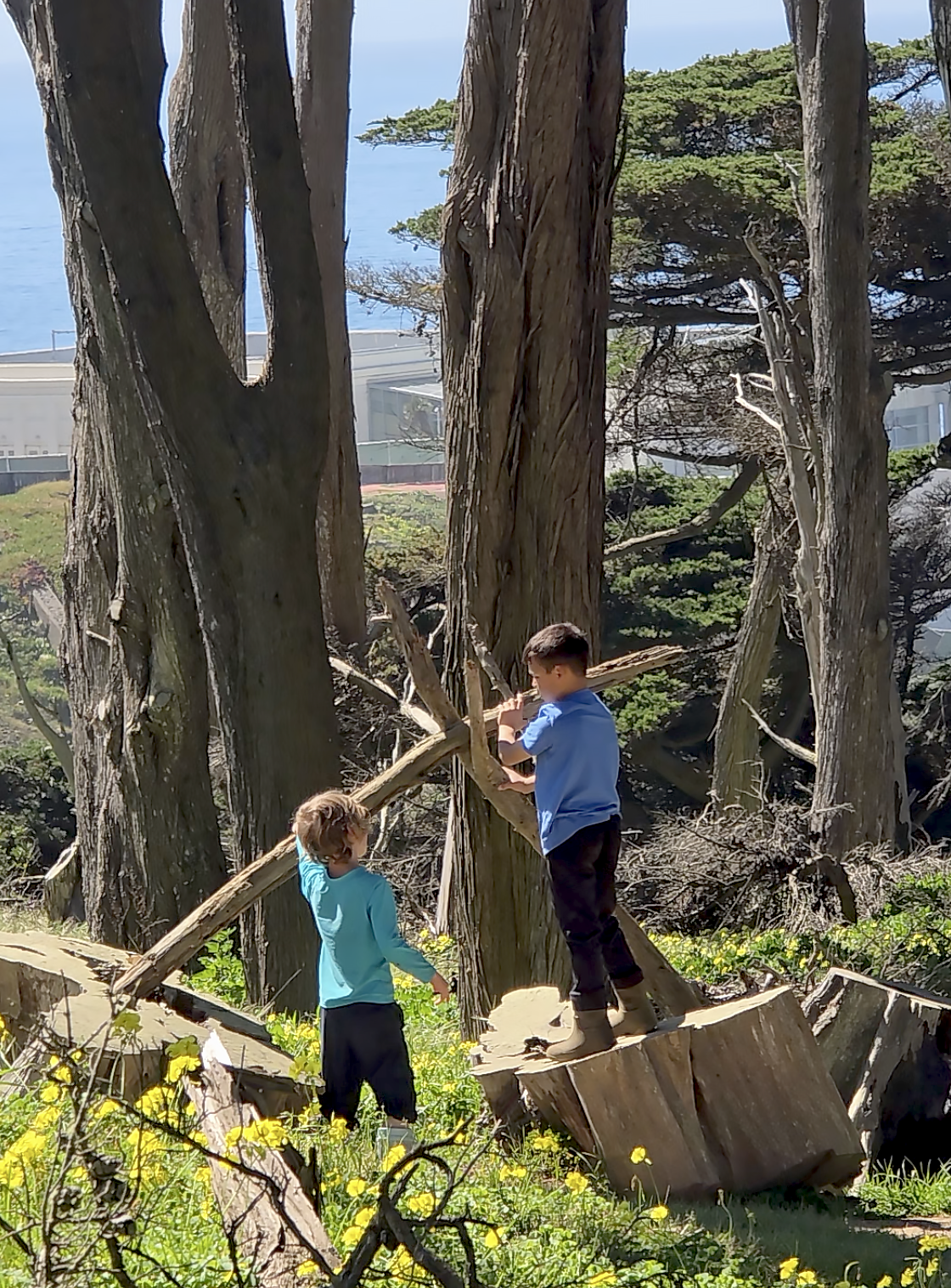 Two Sylva School students, immersed in nature, working together to build a fort on a large fallen tree trunk surrounded by trees and greenery, with the ocean visible in the background.