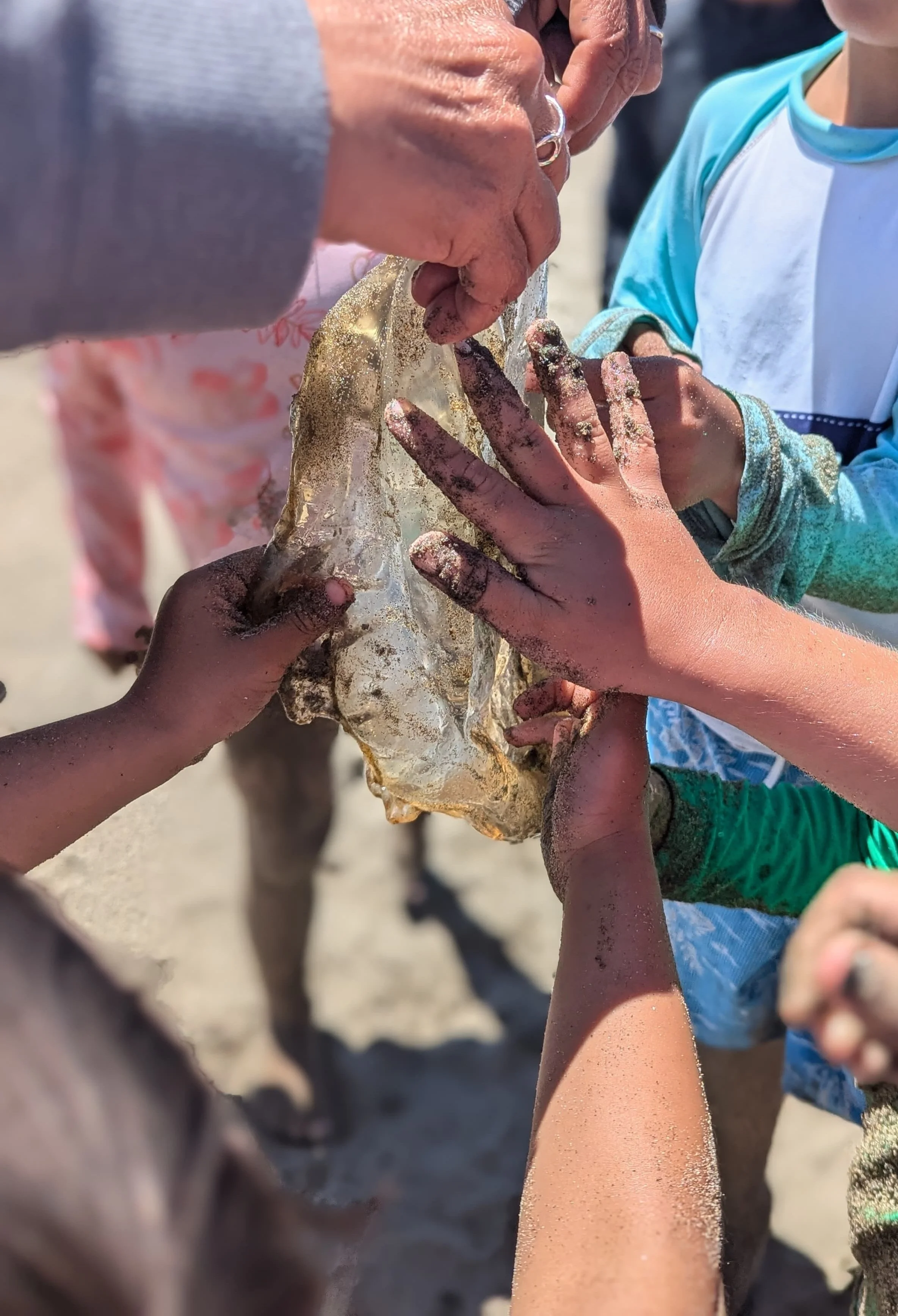 Sylva School teacher and students holding a large shell on a sandy beach.