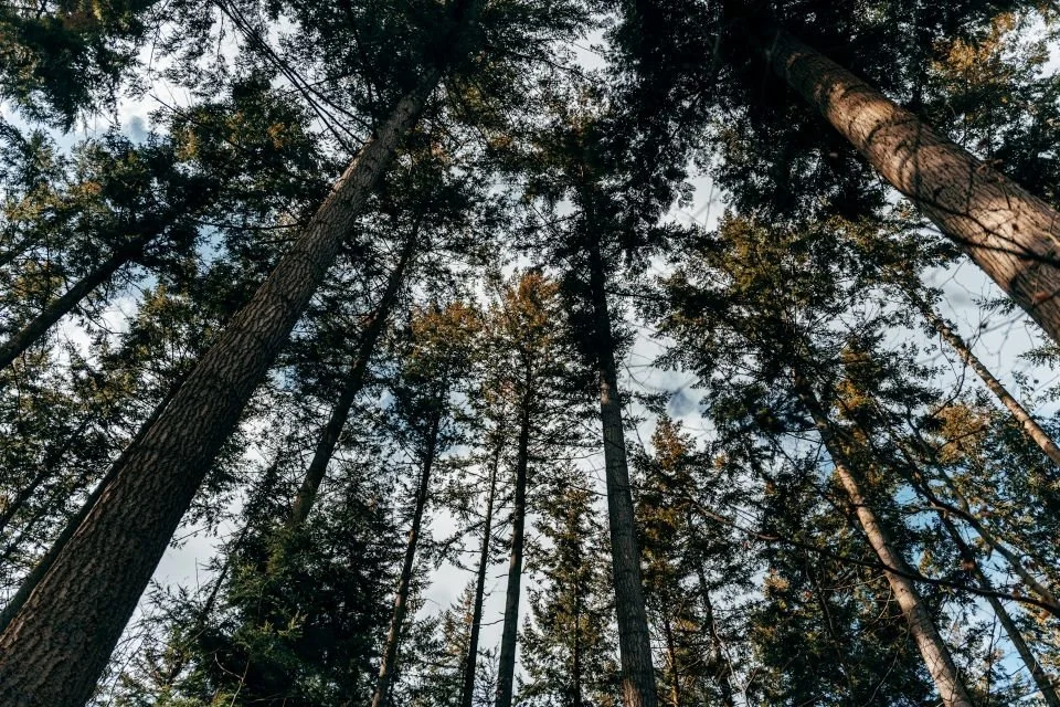 Looking up at tall pine trees in a forest with partly cloudy sky above.
