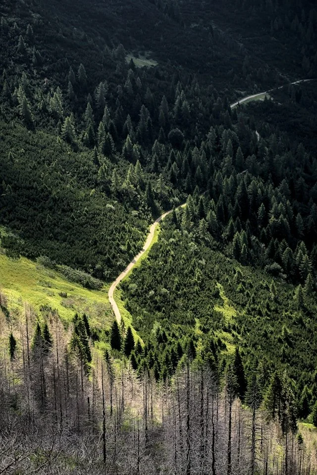 A winding dirt trail runs through a lush, green forest on a mountain slope, with dense trees and a mix of green and brown vegetation.