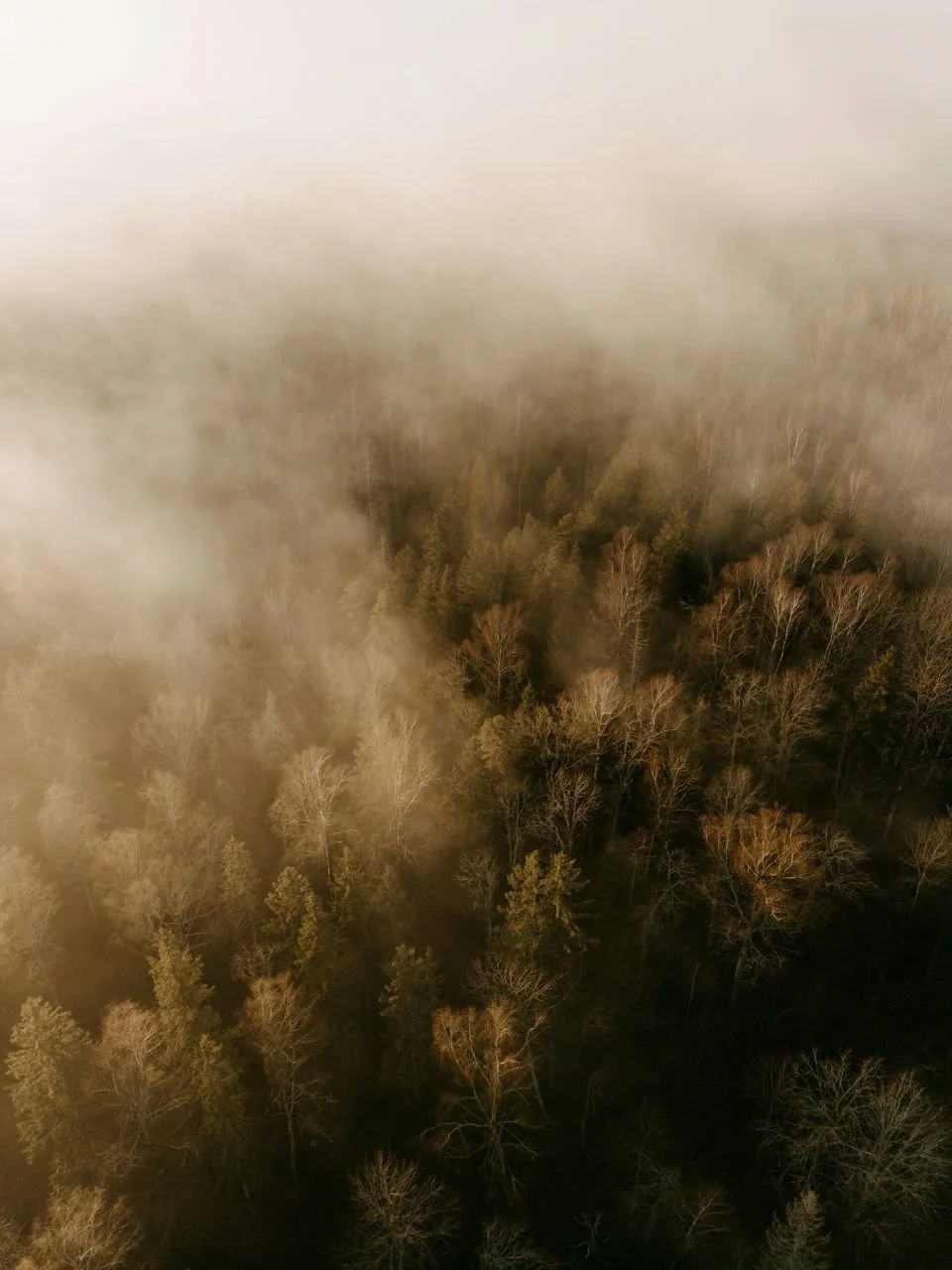 Aerial view of a forest with trees partially covered by fog or smoke.