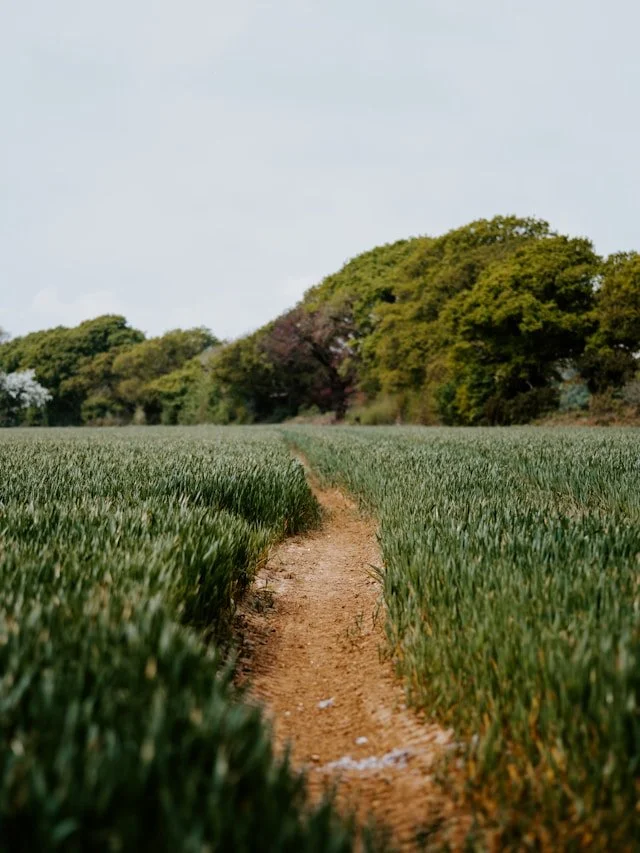 A dirt path runs through a green wheat field with trees in the background under a cloudy sky.