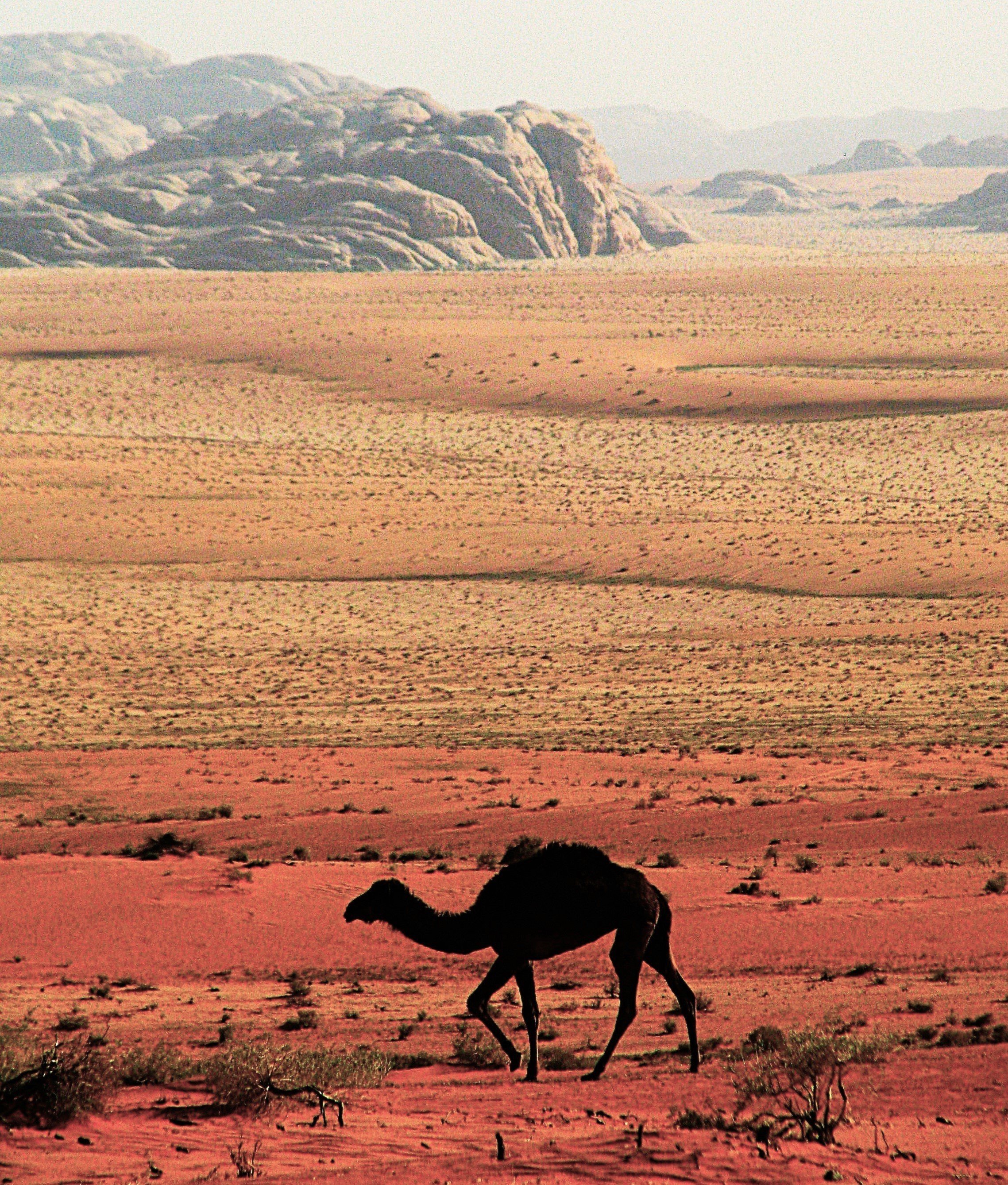 camel 2.jpg