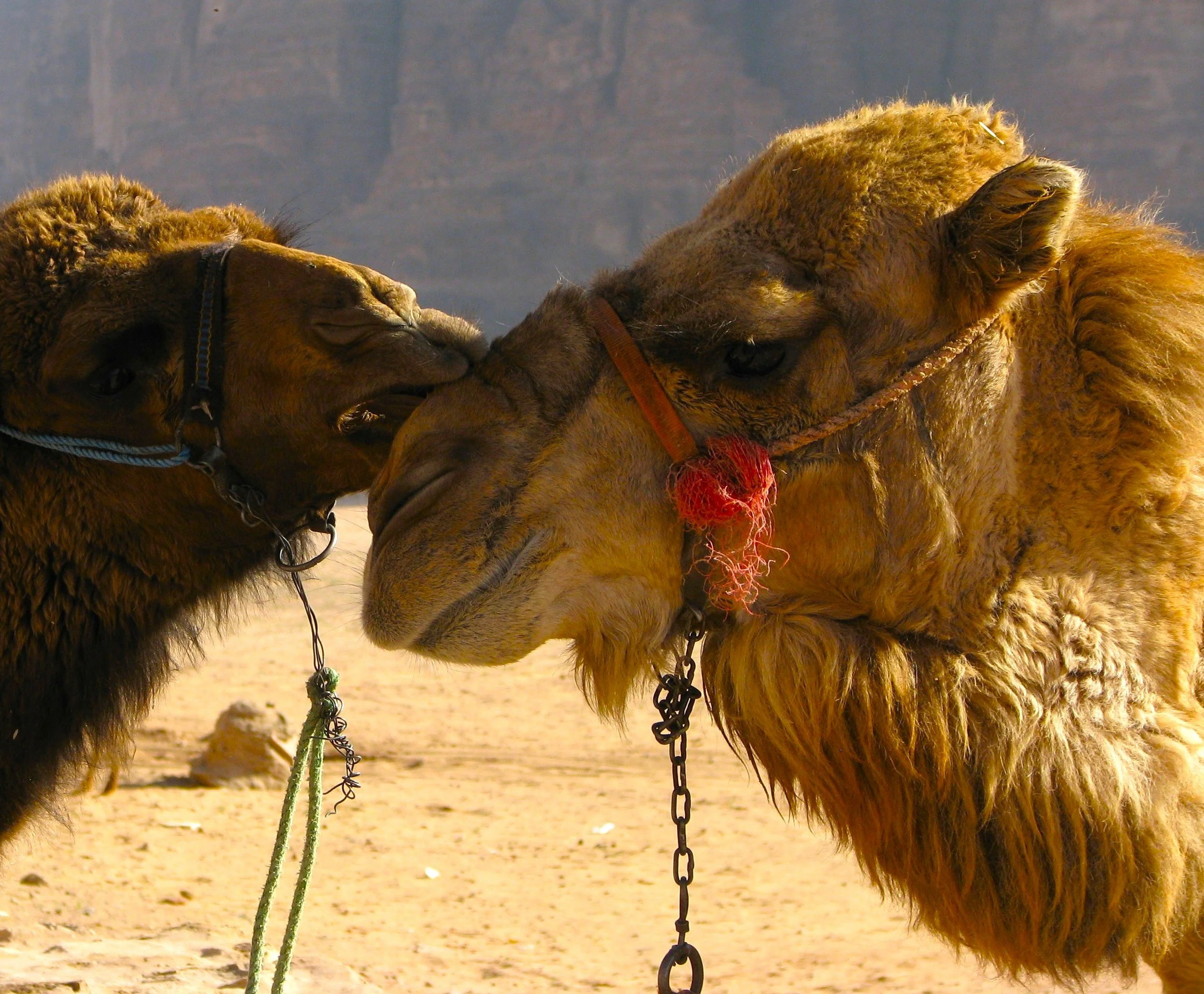 camel 5.jpg
