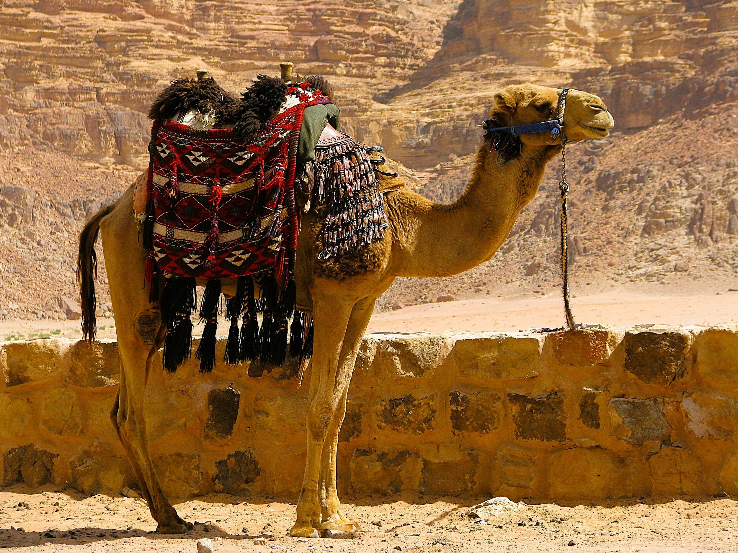 camel 6.jpg