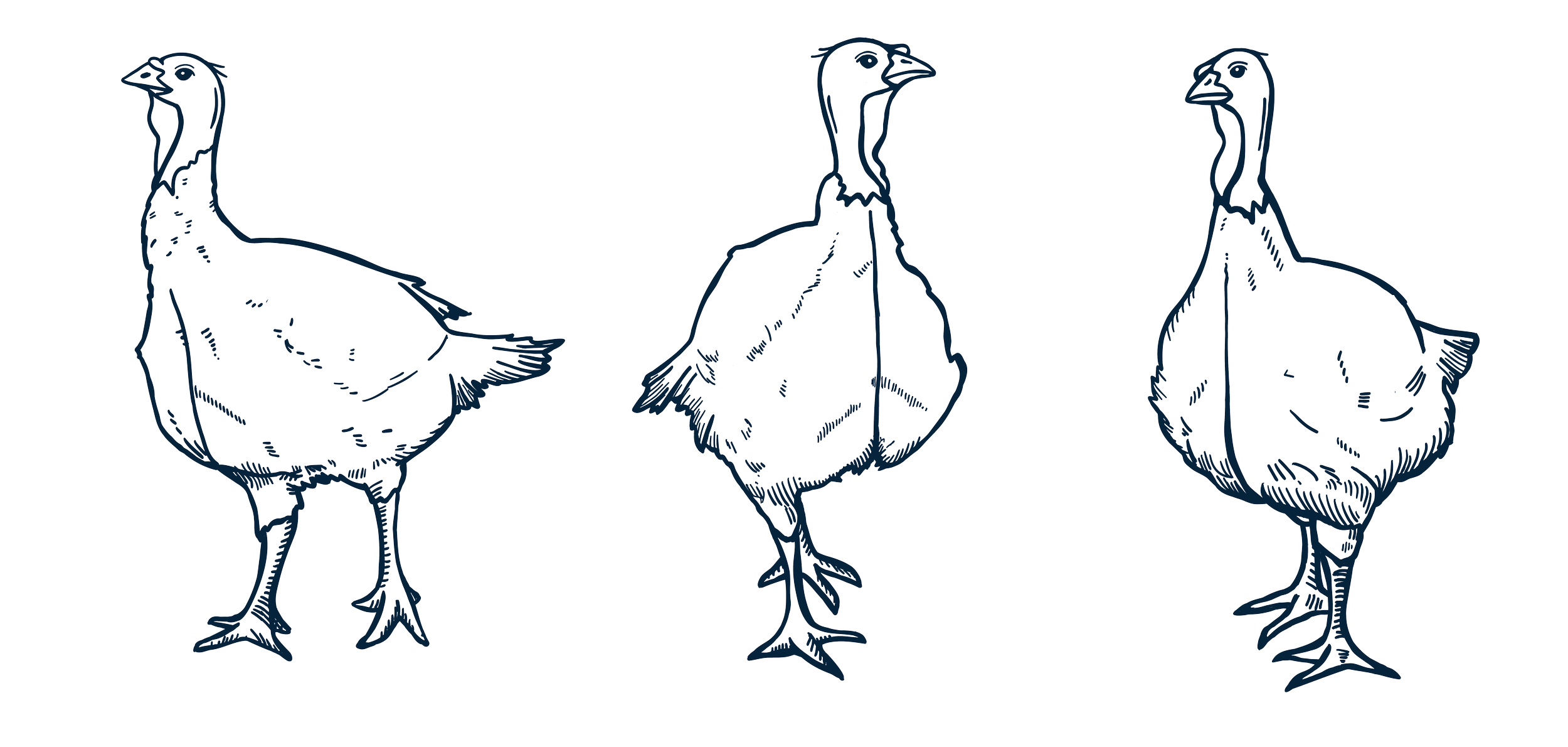 Three line drawings of turkeys, each shown in a different pose, with detailed outlines highlighting their feathers and body structure.