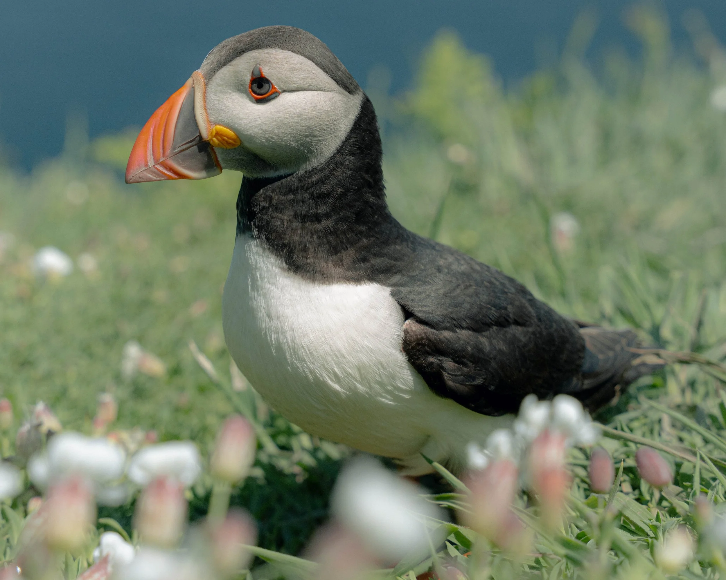 Puffins-127.jpg