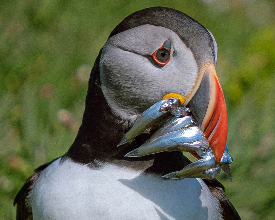 Puffins-123.jpg