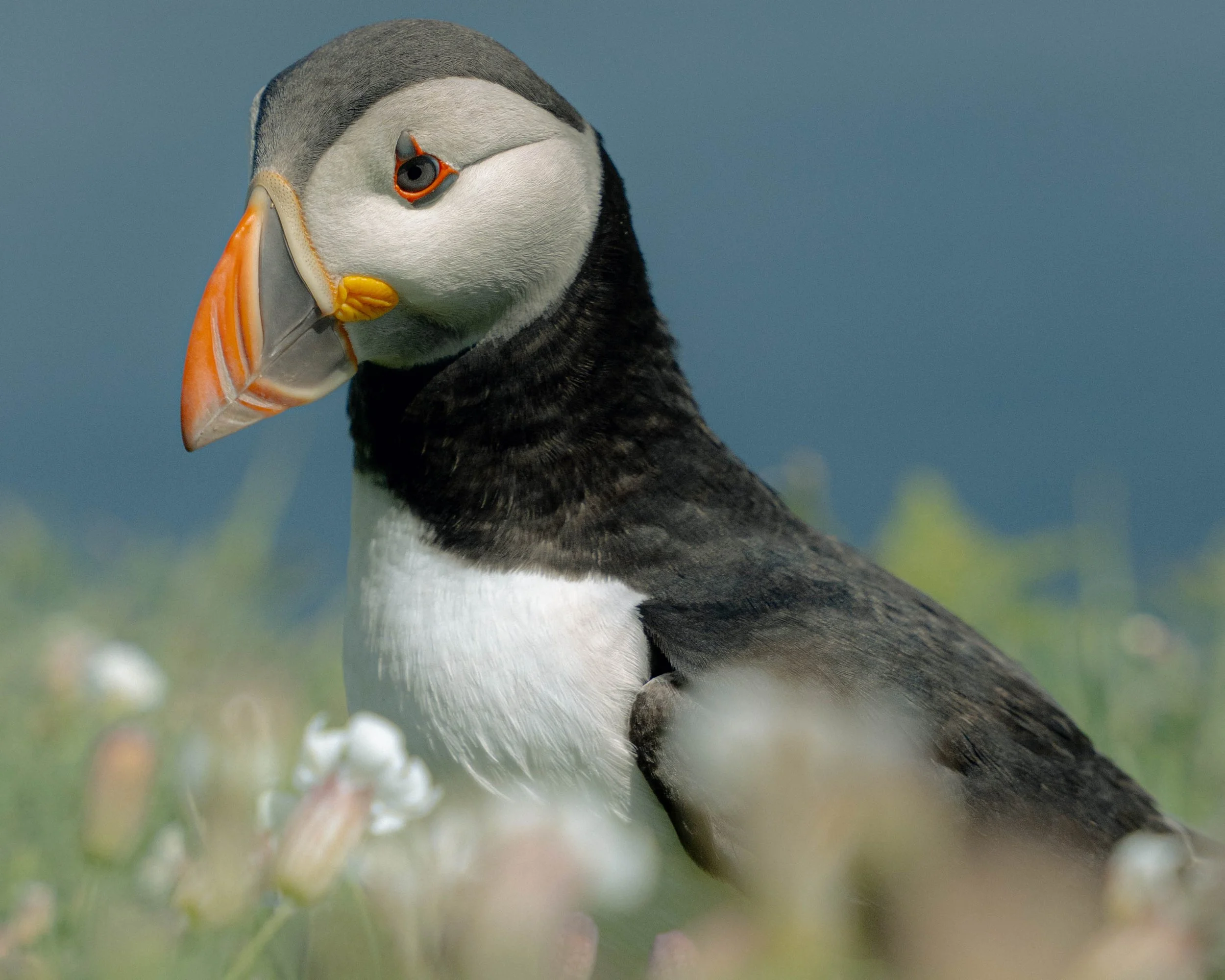 Puffins-126.jpg