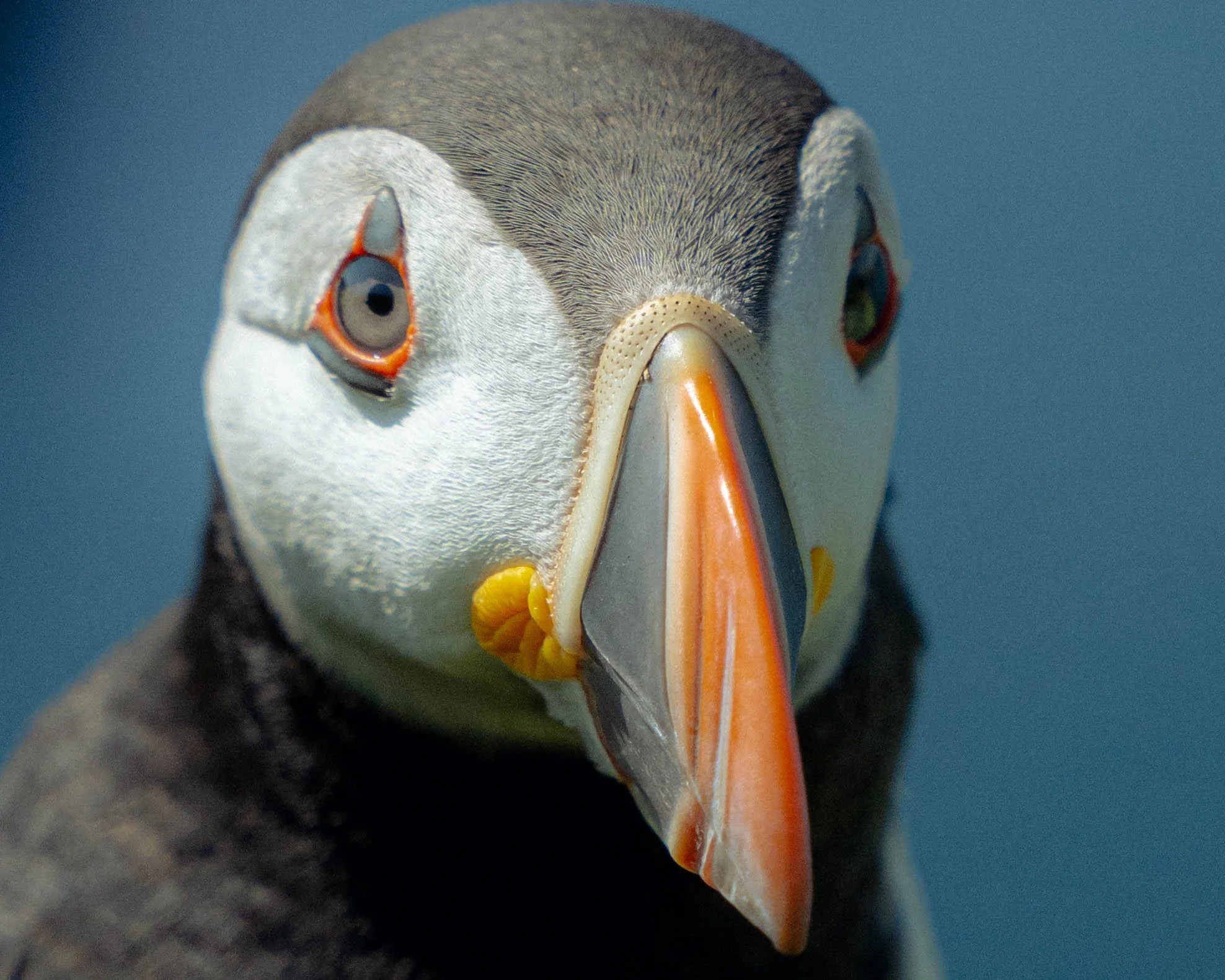 Puffins-128.jpg