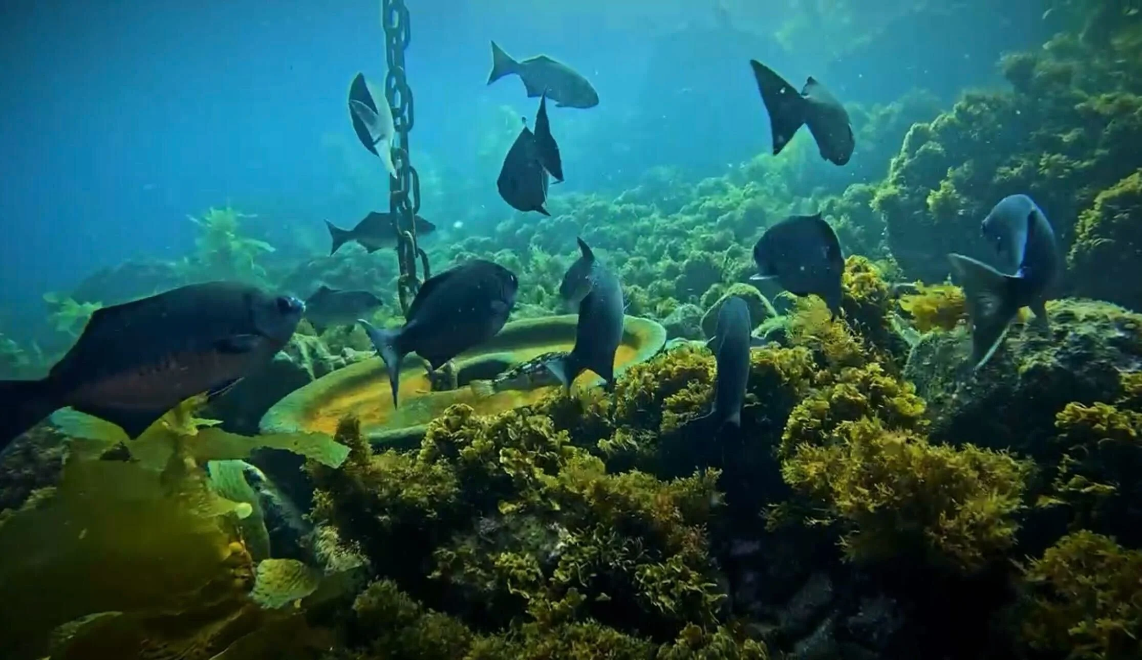 Coastal Reef Dive