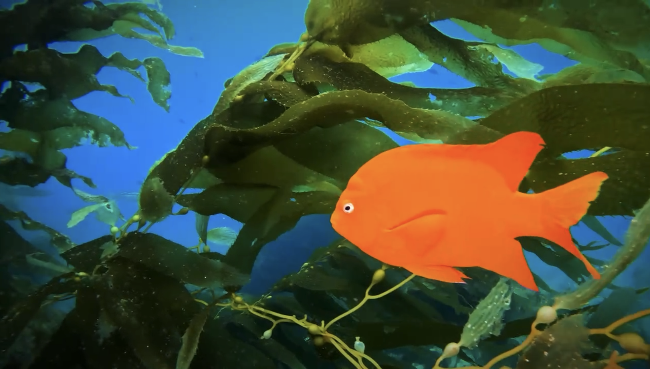 Catalina Dive Expedition