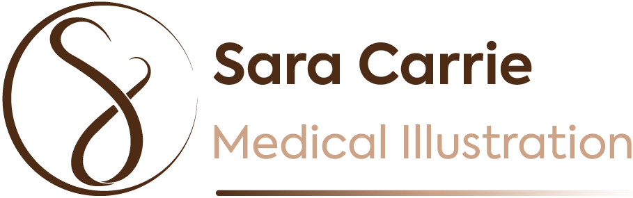 Sara Carrie Medical Illustration