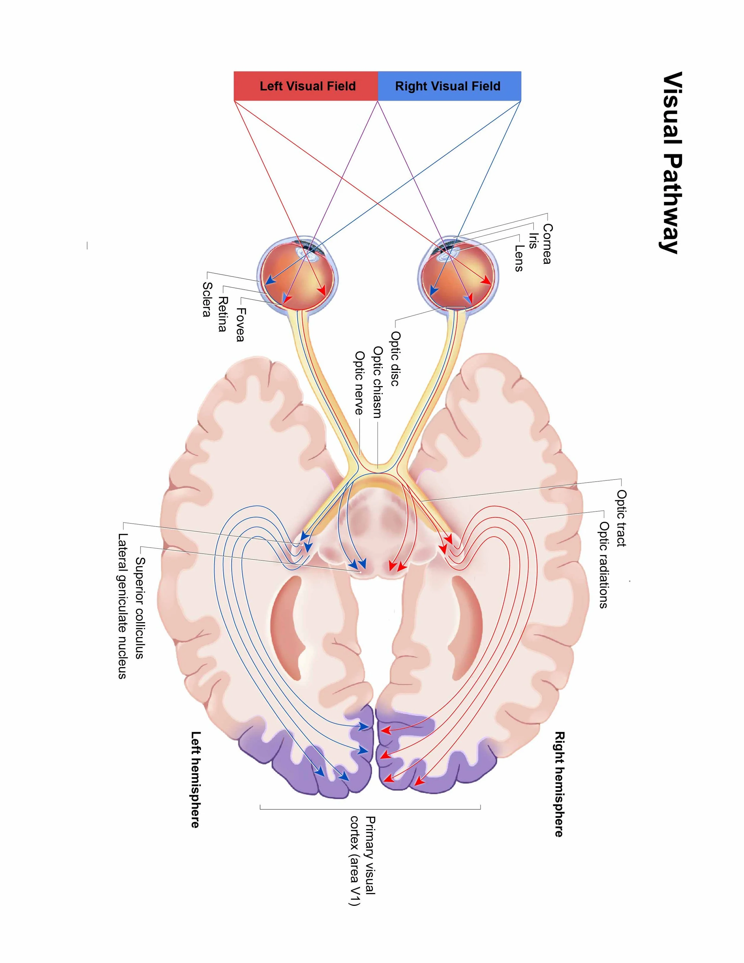 Diagram of the visual pathways in the brain showing the left and right visual fields and how they connect to the optic nerves, optic chiasm, and visual cortex.