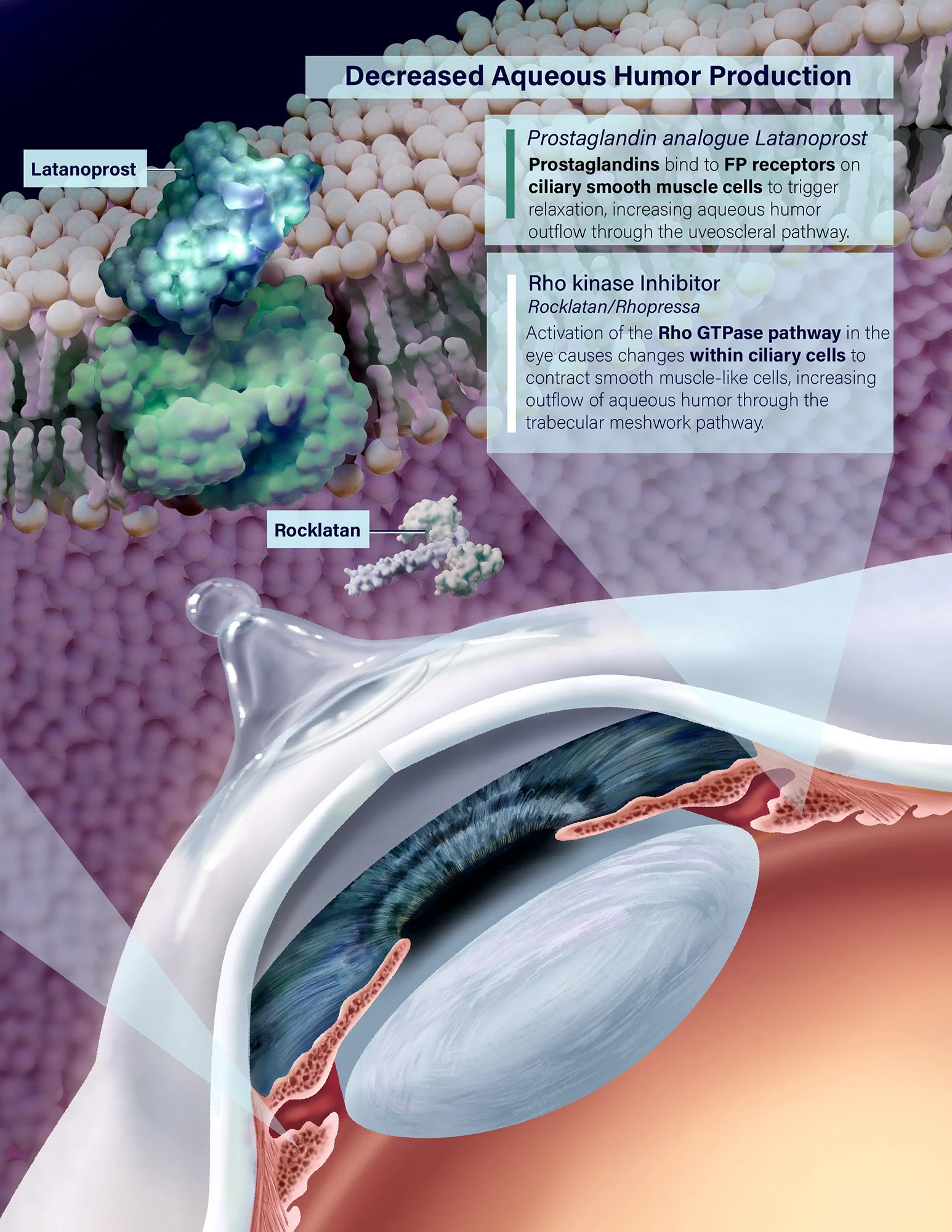 Plate I of II: Molecular poster illustrating the mechanisms of action of various glaucoma eye drops used to lower intraocular pressure.
