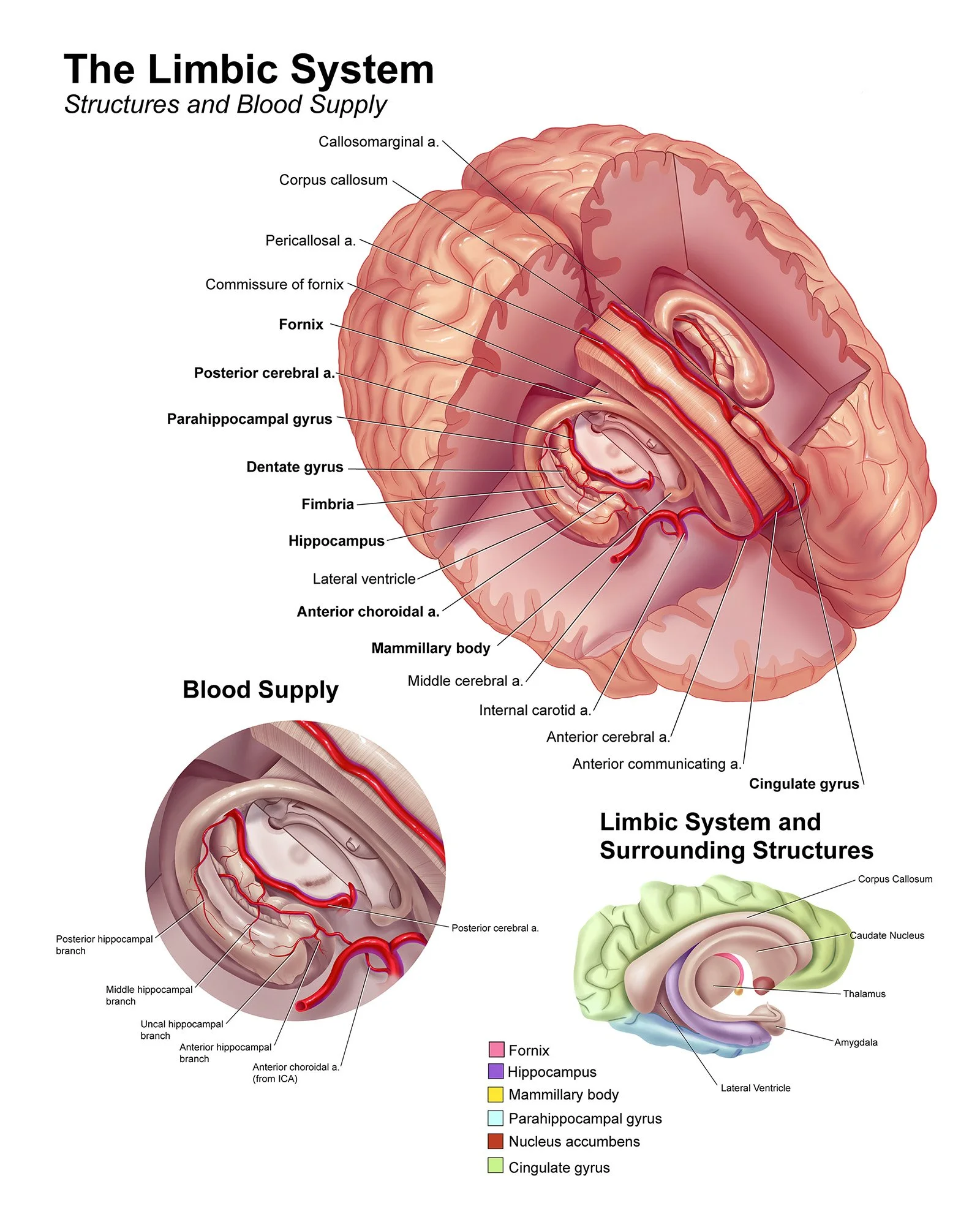 Illustration depicting the structures and blood supply of the limbic system of the brain. 