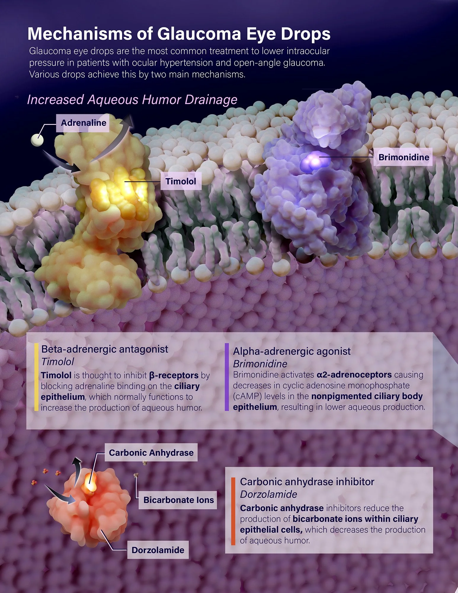 Plate I of II: Molecular poster illustrating the mechanisms of action of various glaucoma eye drops used to lower intraocular pressure.