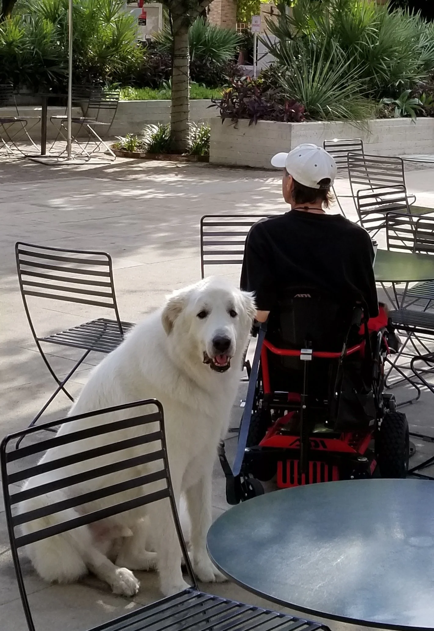 A golden retriever puppy sitting near a table and chairs outdoors, with a person in a wheelchair and a white hat in the background, surrounded by greenery.