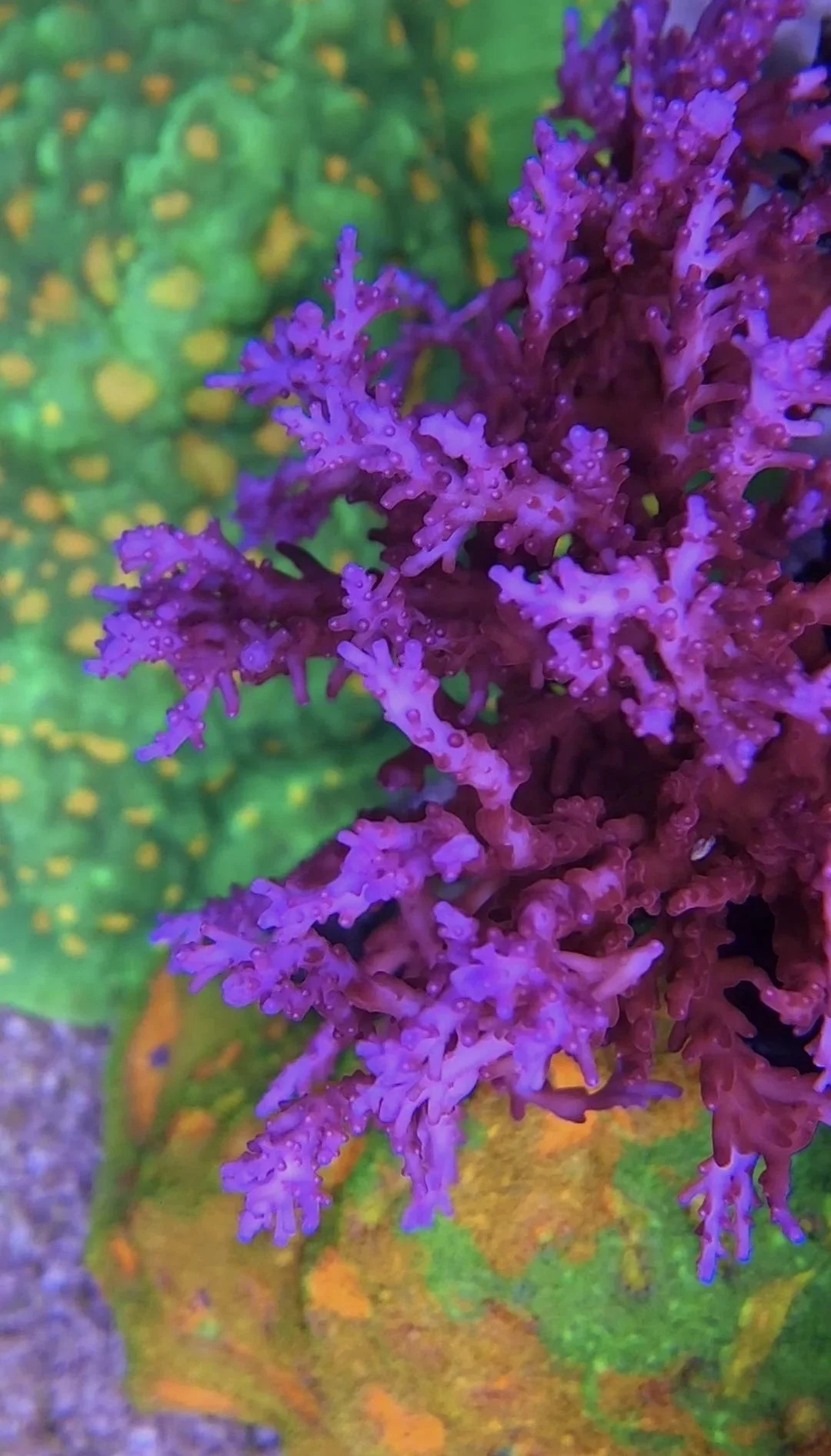 Healthy reef coral growth in a professionally maintained saltwater aquarium
