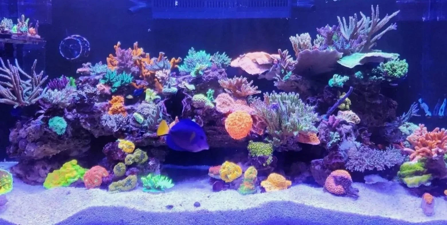 Professionally maintained saltwater reef aquarium demonstrating long-term stability and coral growth