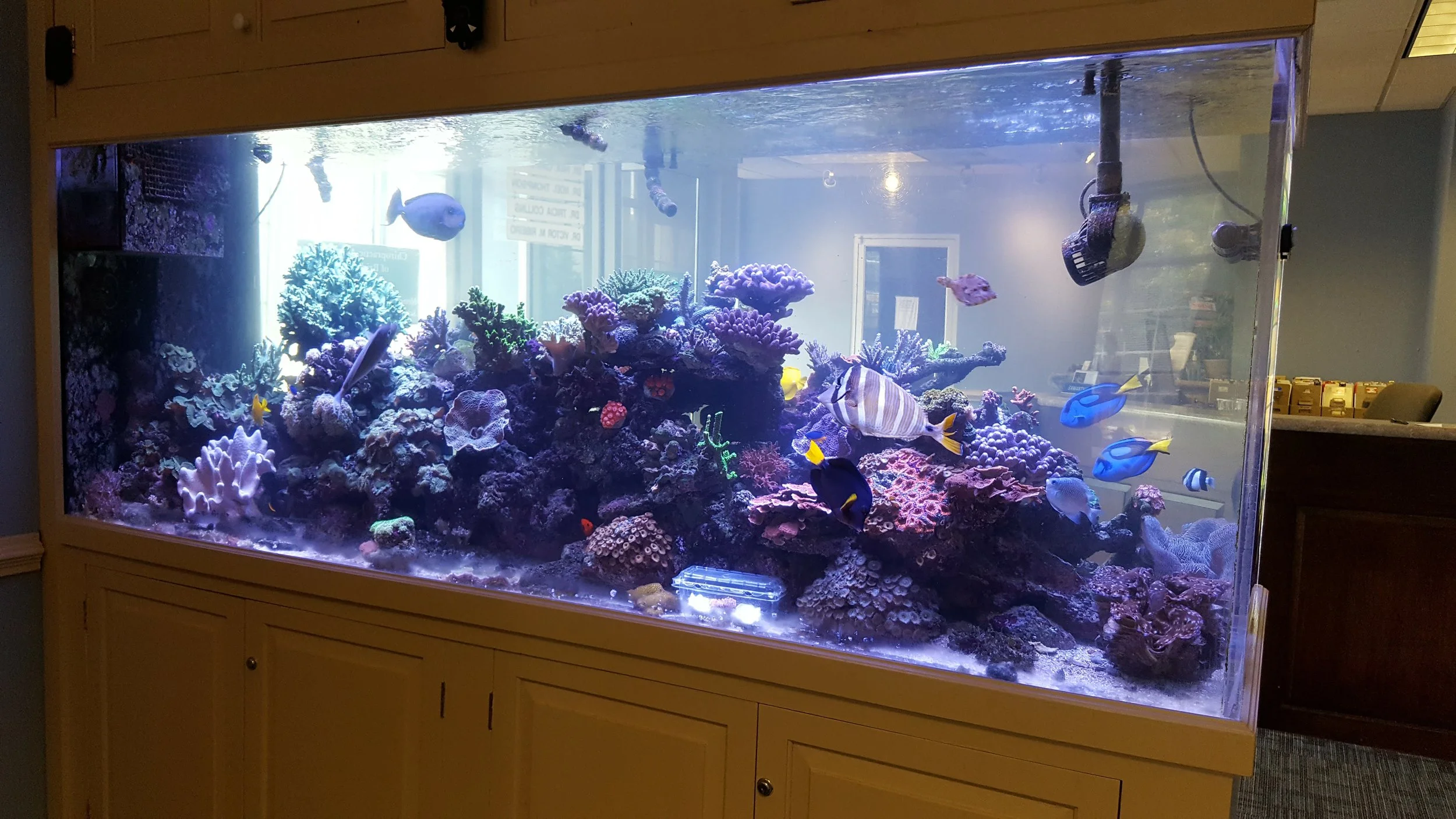 600 gallon in-wall reef aquarium installation designed for visual impact and quiet operation