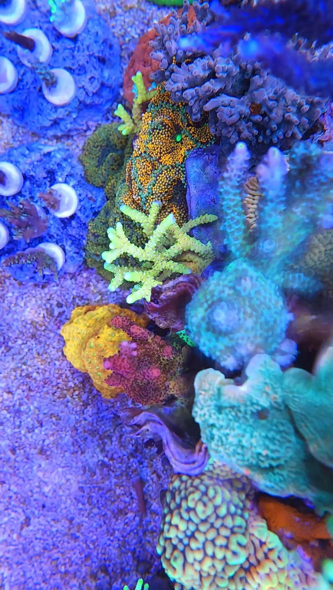 Close-up of coral health and growth used for reef aquarium evaluation and consultation
