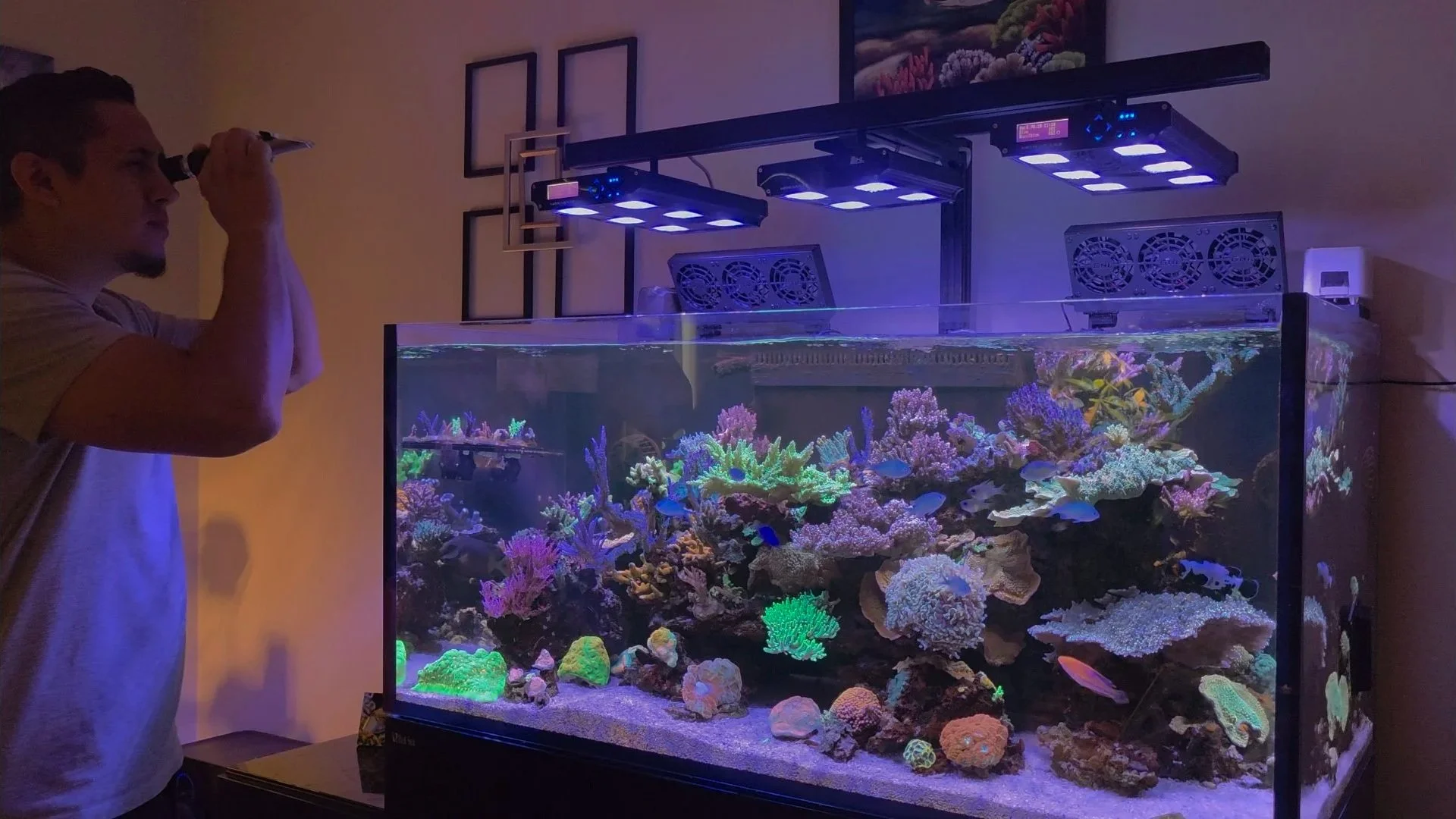 Aquarium specialist inspecting and maintaining a saltwater reef tank with advanced lighting and coral growth