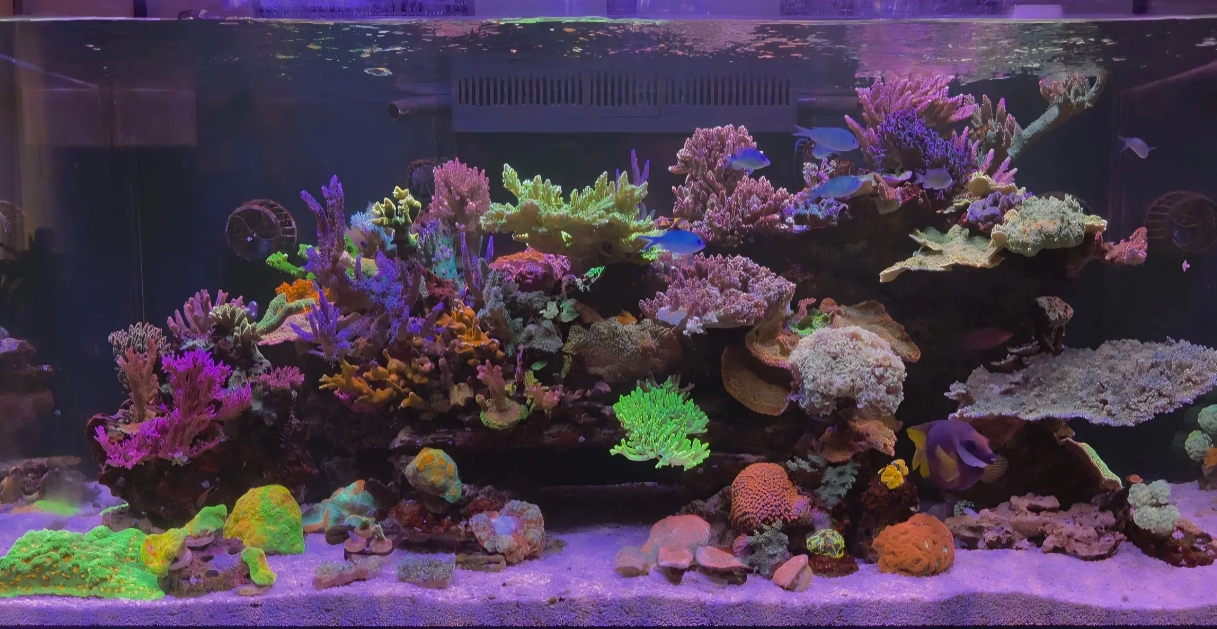 Automated SPS reef aquarium system designed for long-term stability and remote monitoring