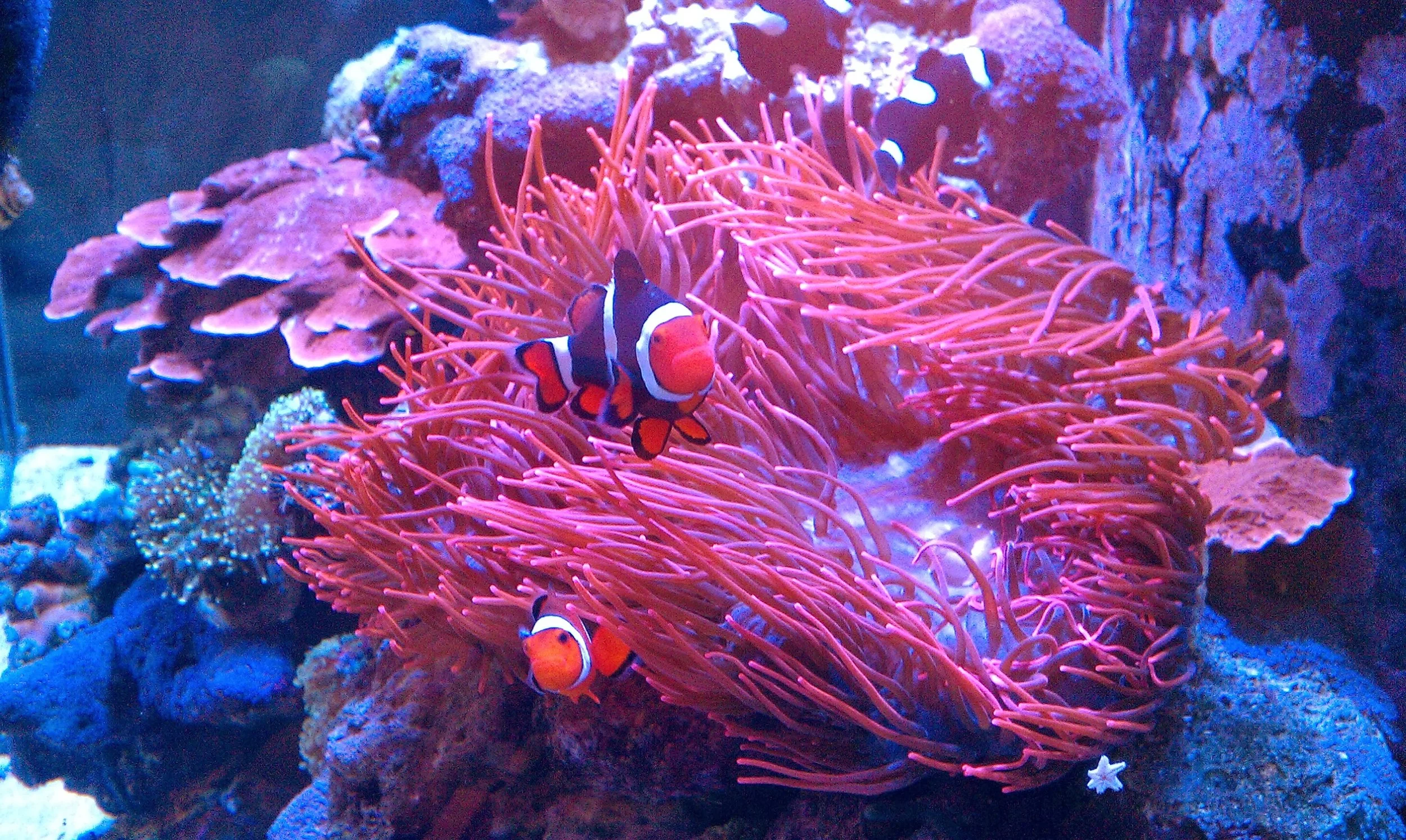 Clownfish swimming in sea anemone inside a professionally maintained saltwater reef aquarium