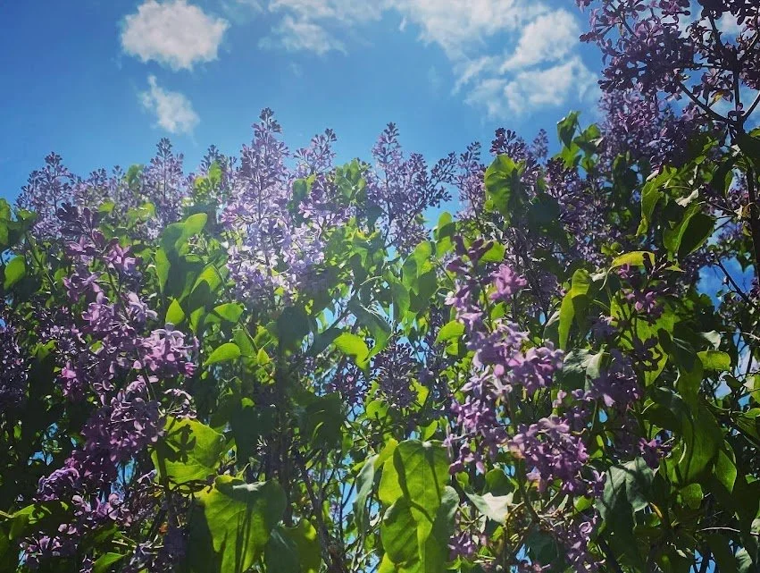 Purple lilac flowers and green leaves against a bright blue sky with a few clouds.