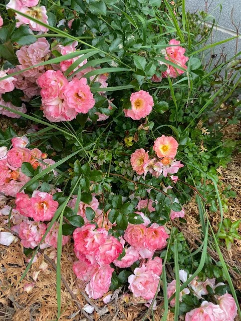 Pink flowers blooming among green foliage in a garden bed.