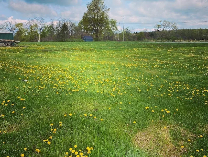 A grassy field with numerous yellow dandelions, trees in the background, and a small blue building under a partly cloudy sky.