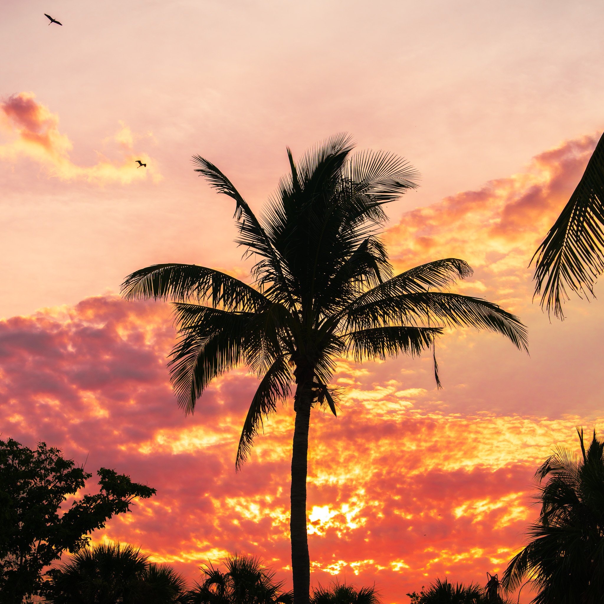 Silhouette of palm trees against a colorful sunset sky with clouds and birds flying overhead.