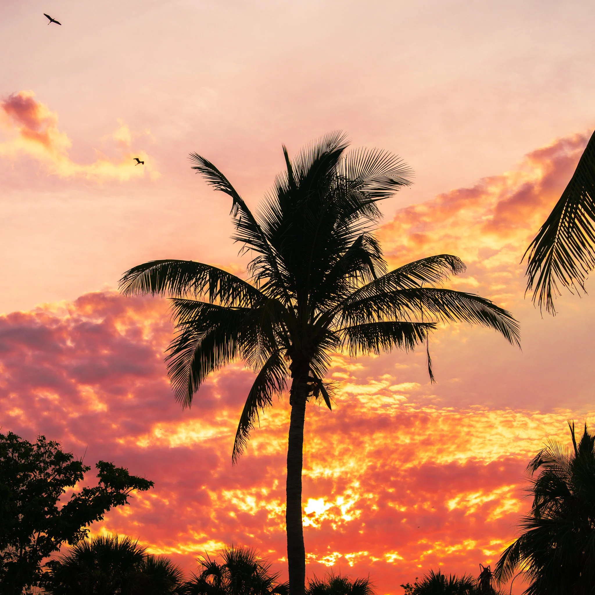Silhouette of palm trees against a colorful sunset sky with clouds and birds flying overhead.