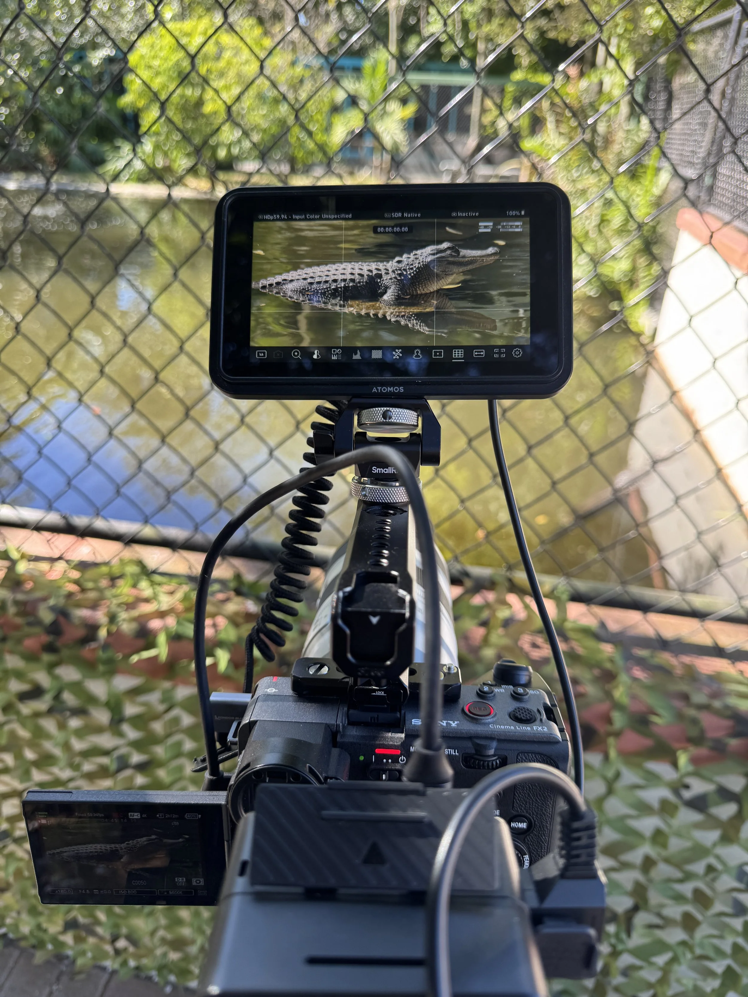 Close-up view of a professional video camera on tripod capturing an image of a crocodile swimming in water, with a screen display showing the crocodile. Fenced outdoor environment with trees and foliage in the background.