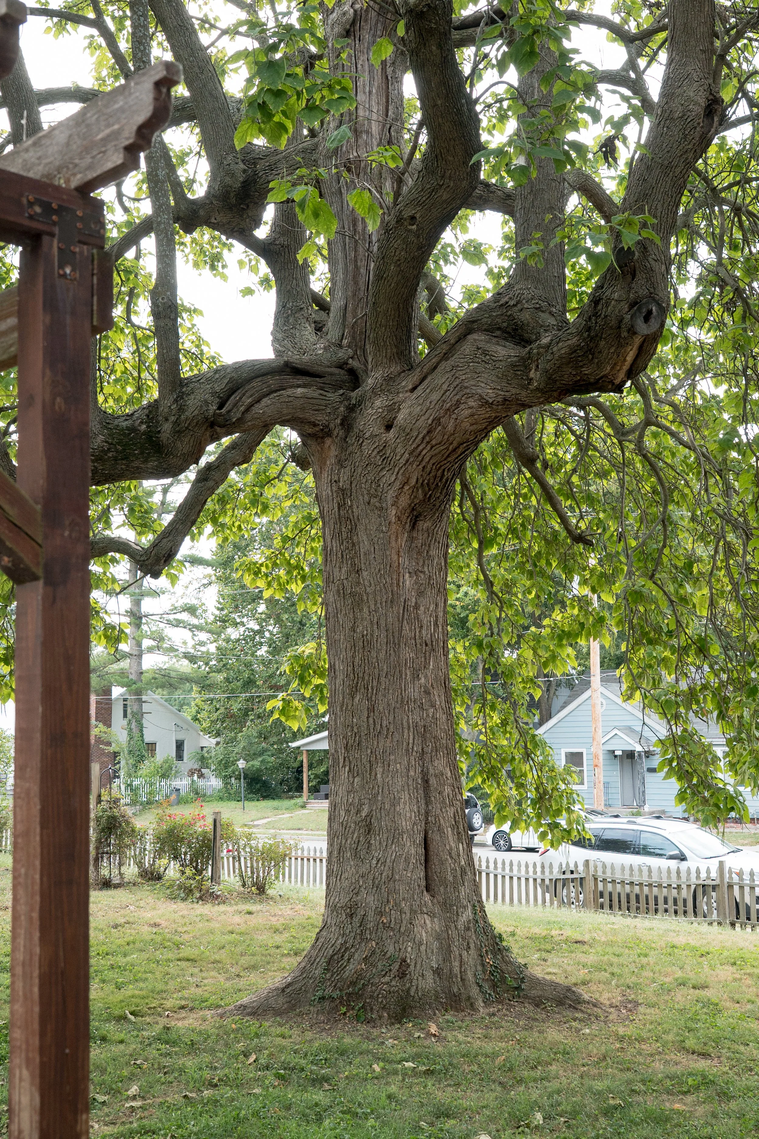 A large tree with thick, textured bark and abundant green leaves, situated in a suburban yard with houses, a white picket fence, and parked cars in the background.