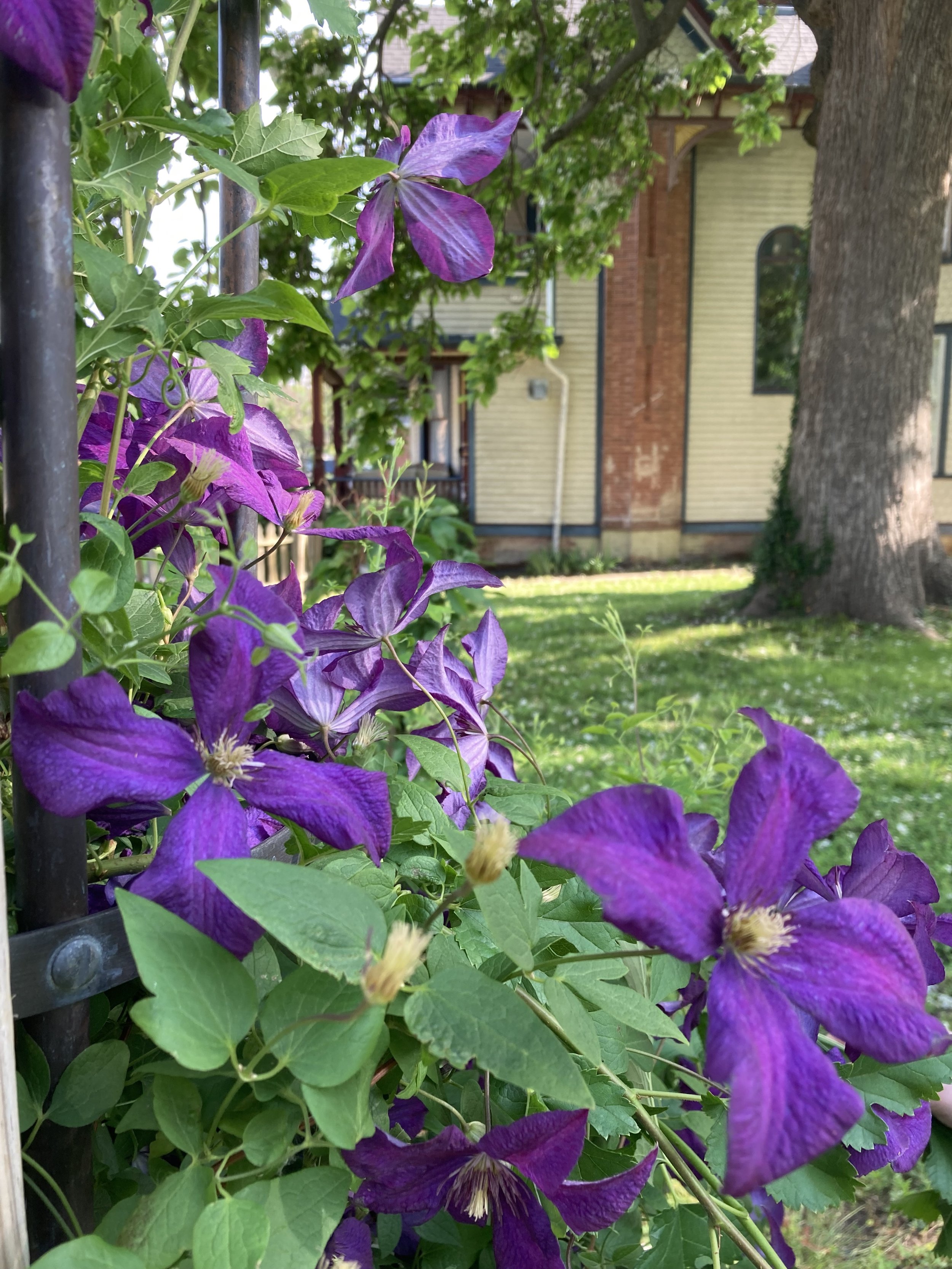 Purple and green flowering plant climbing a black metal fence with a house and trees in the background.